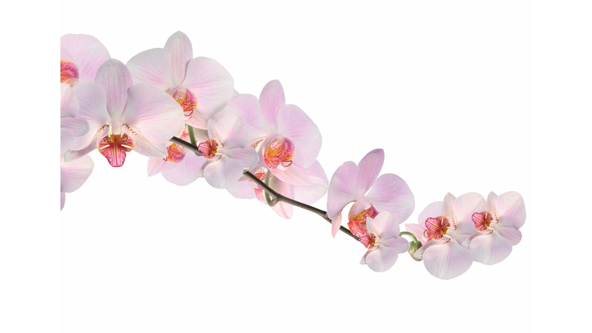 Pink White Orchid Blooms Background
