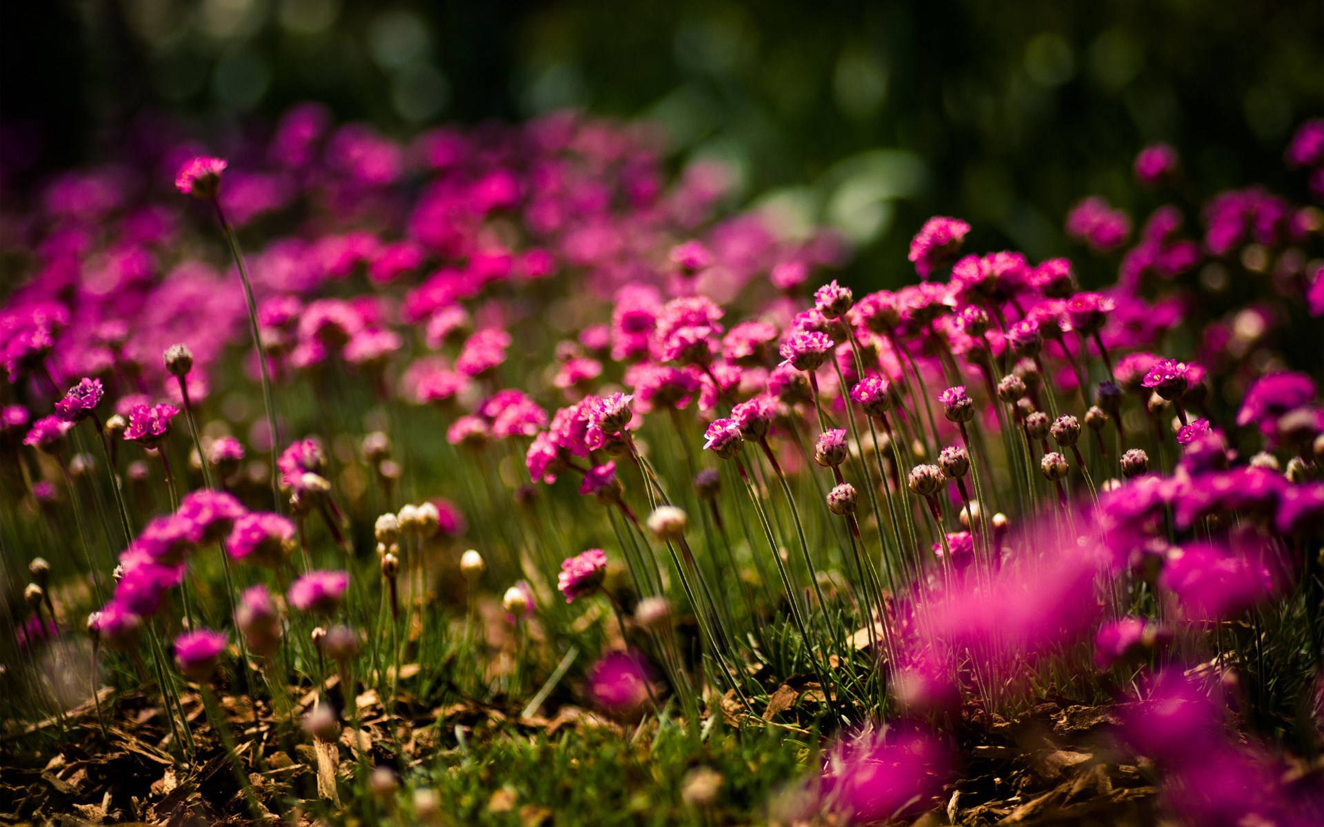 Pink Wild Flowers Background