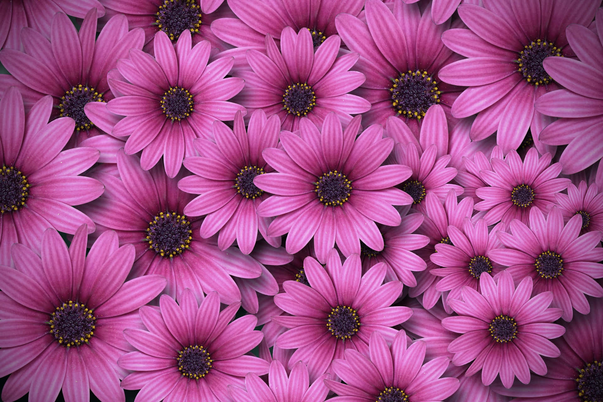 Pink Wildflowers Daisies Background