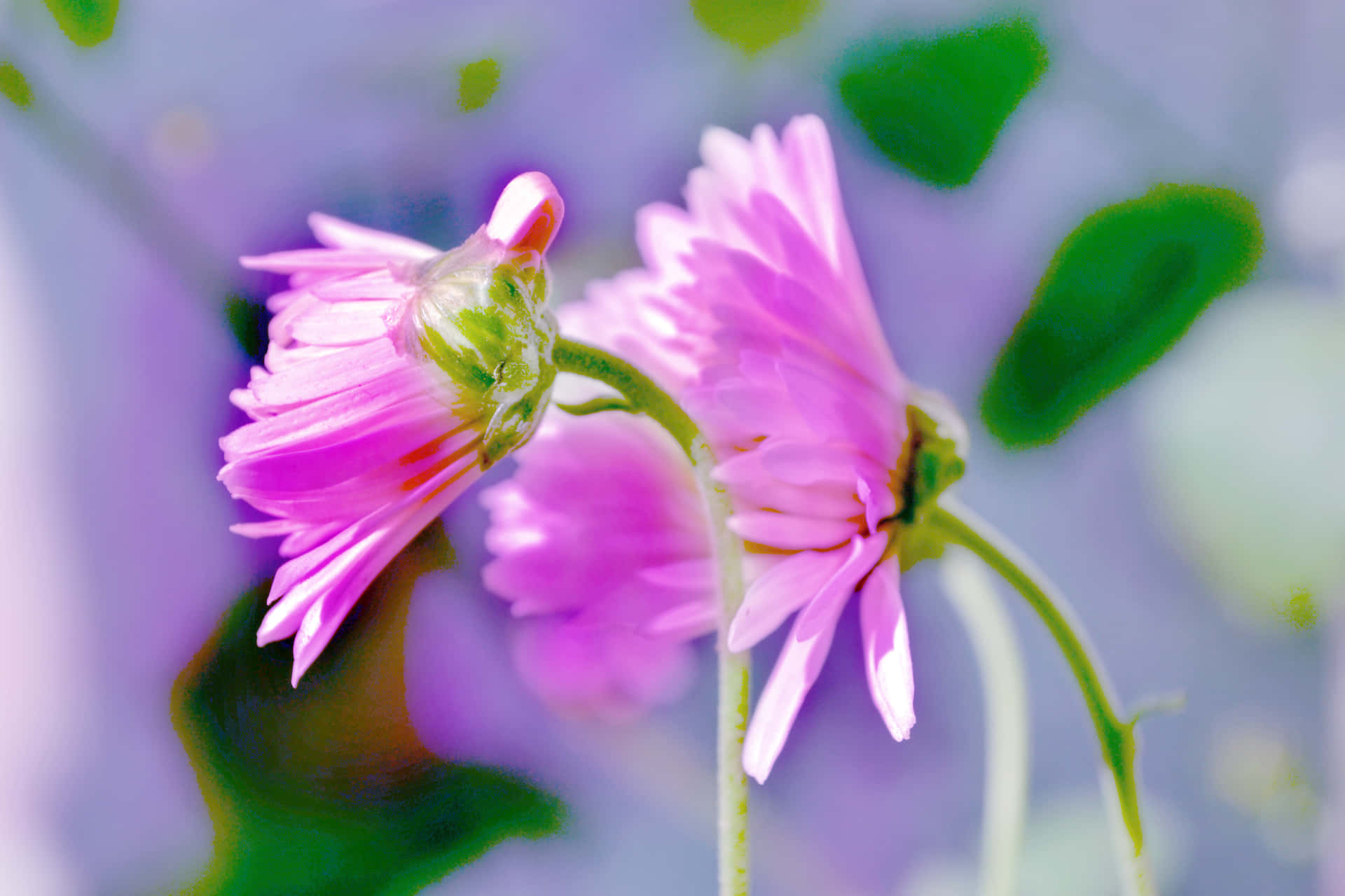 Pink Wildflowers Green Leaves Background