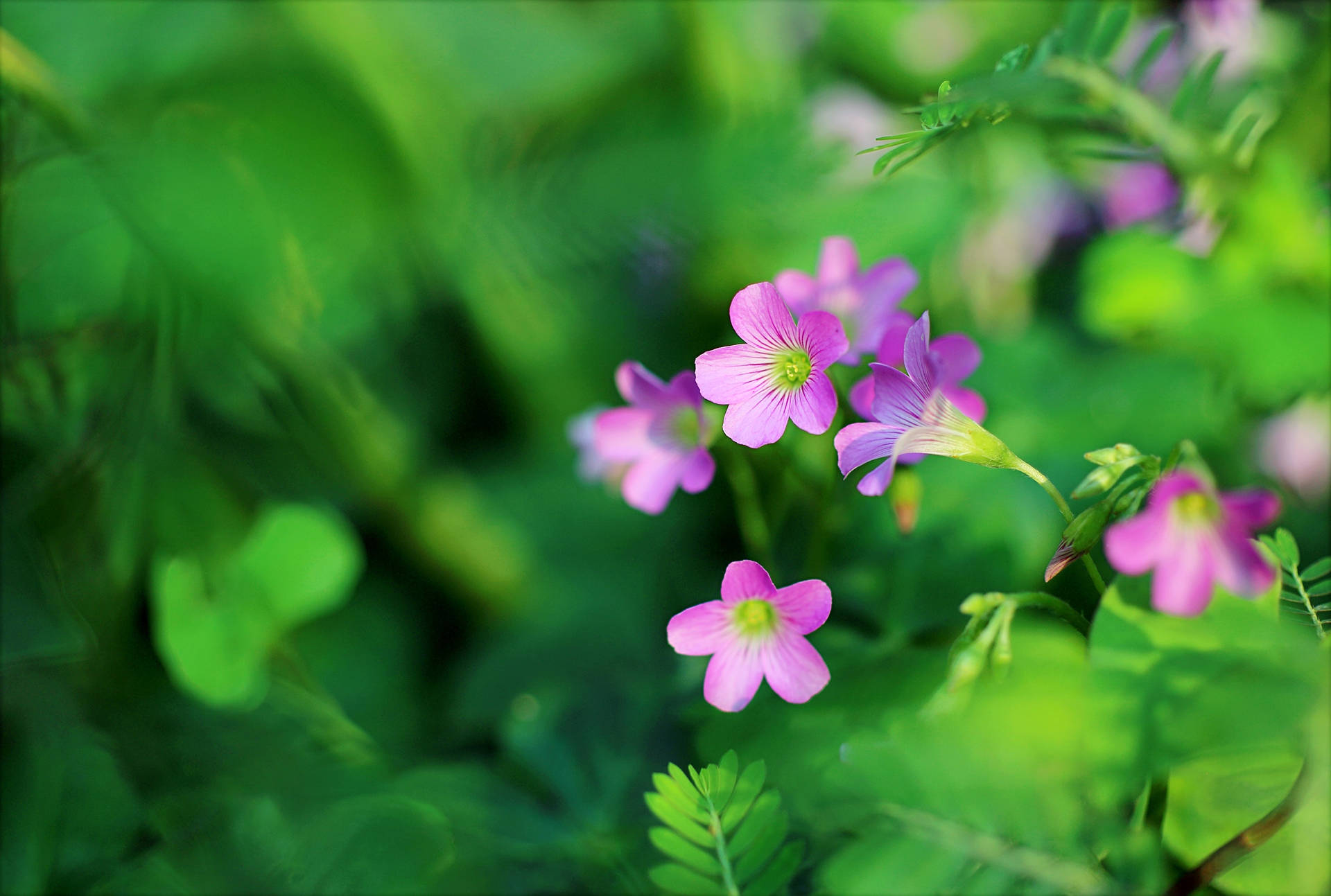 Pink Woodsorrel Flowers Background Background