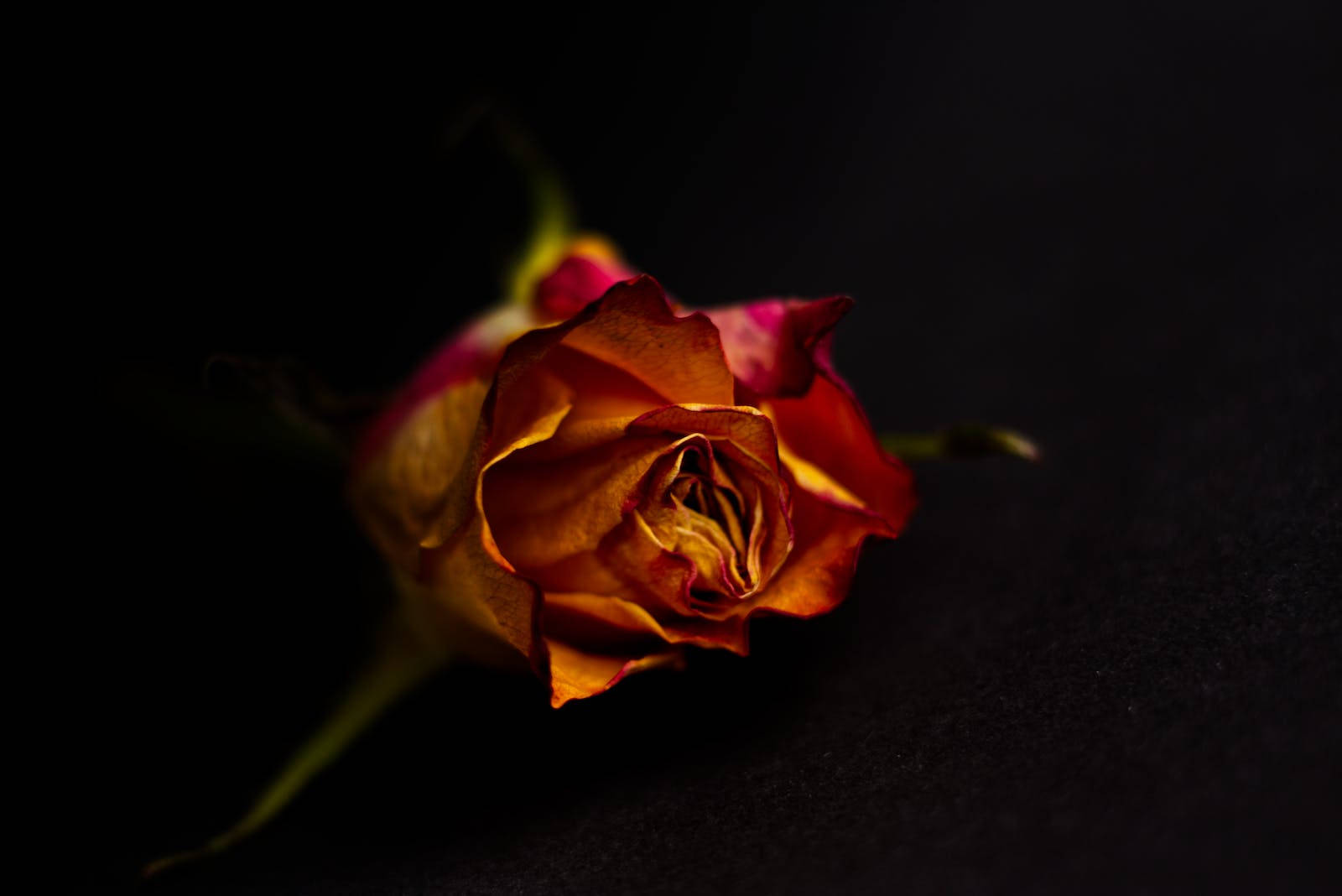 Pink Yellow Rose Hd Background