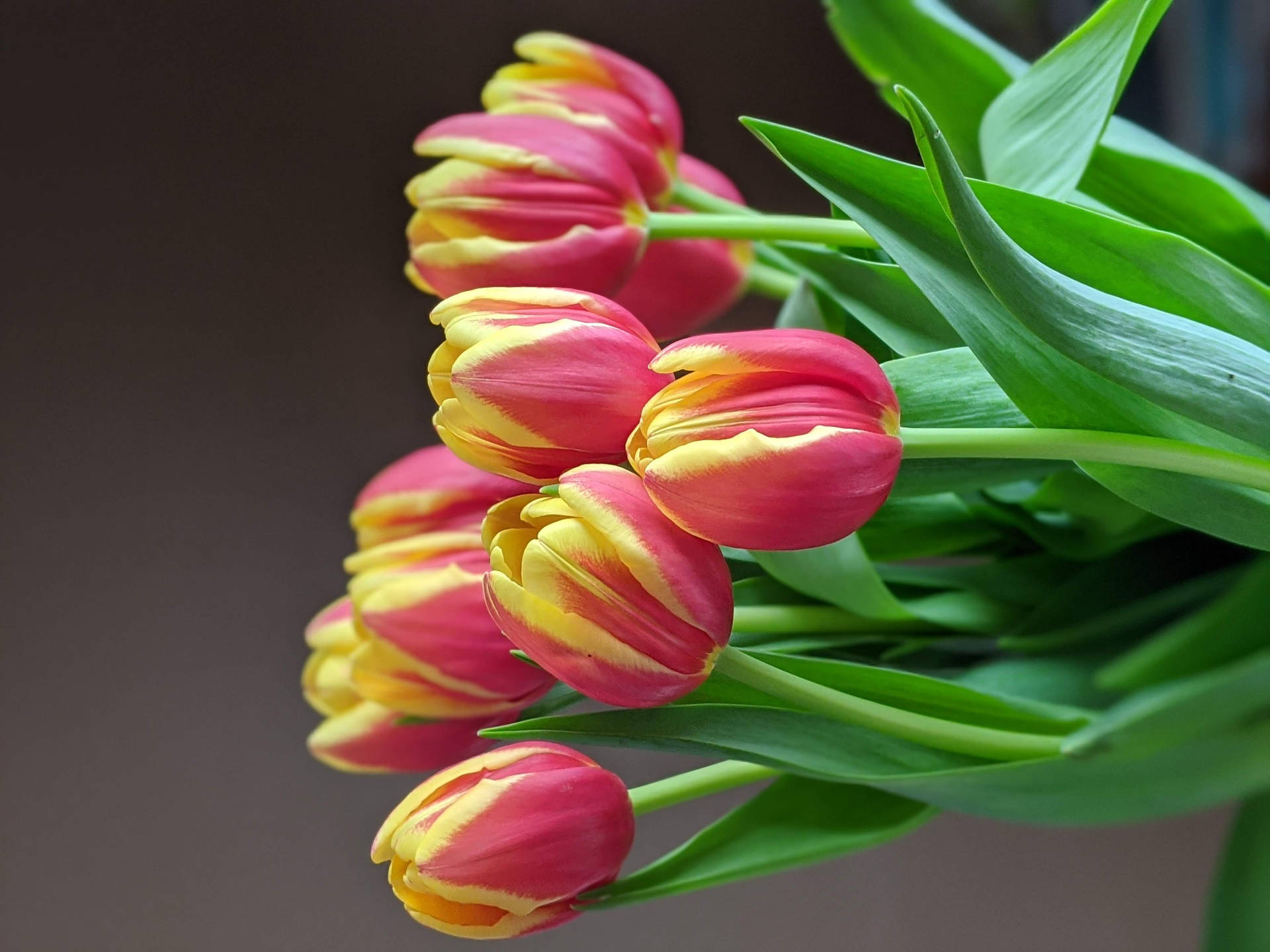 Pink Yellow Tulips Hd Background