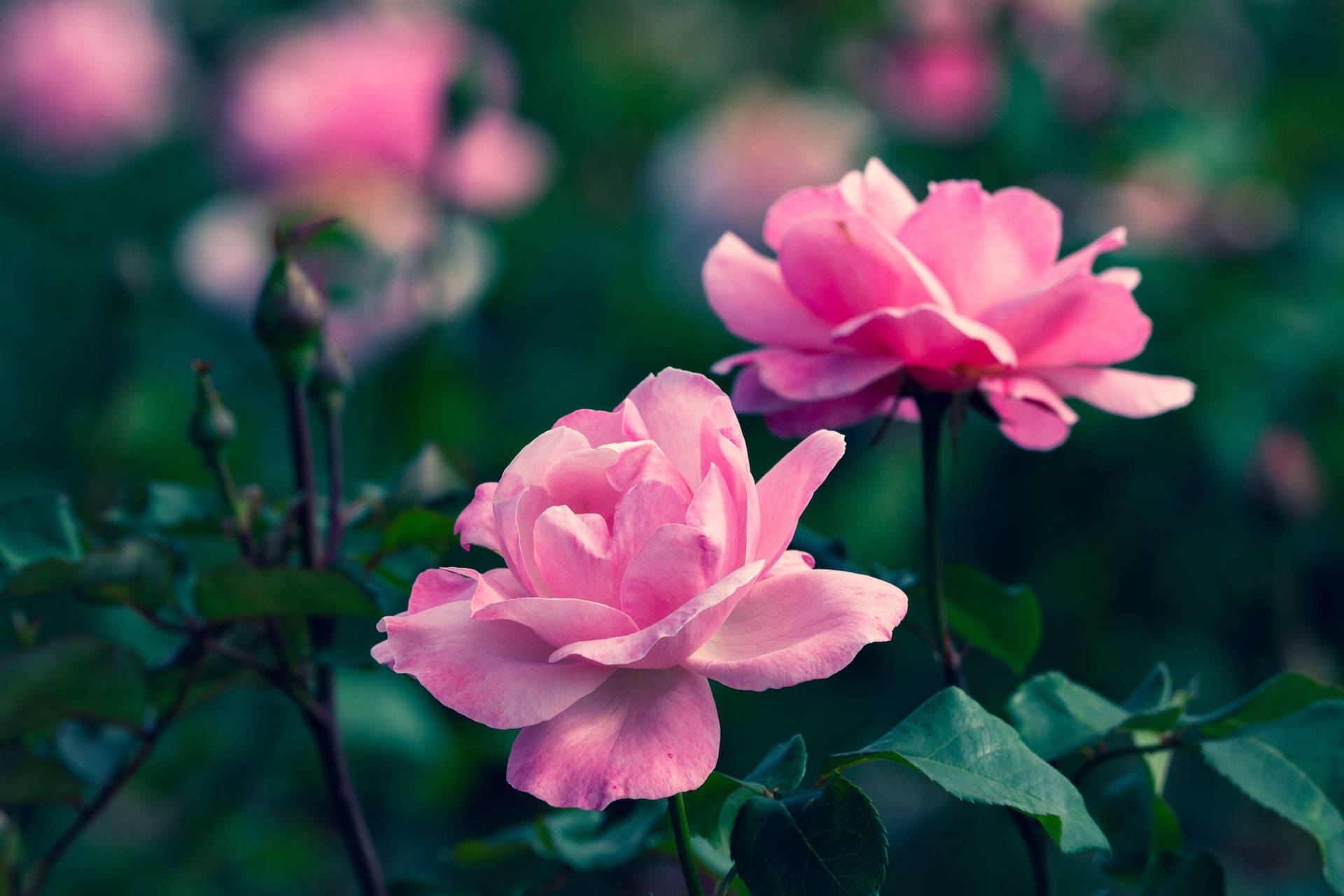 Pink Zoom Flower Roses In Garden