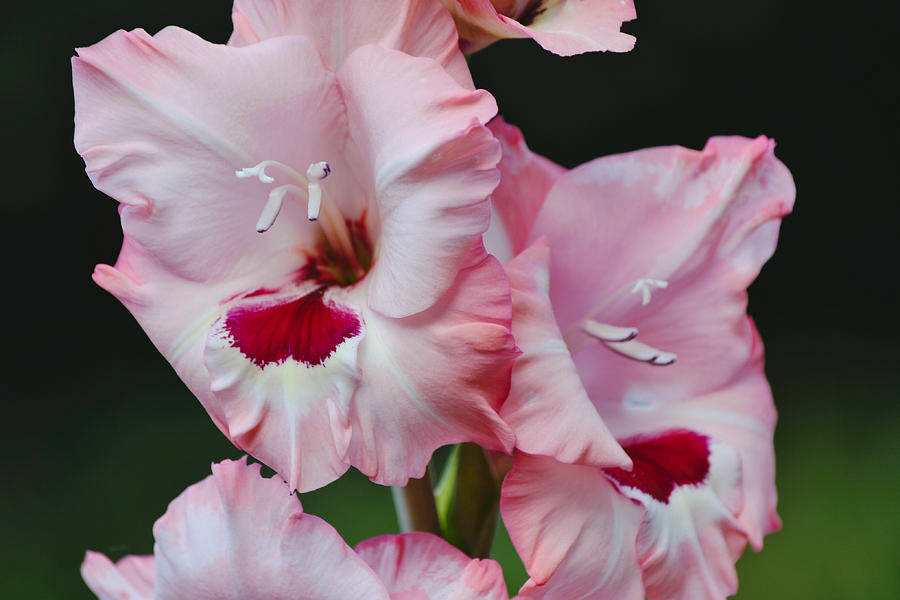 Pinkish Gladiolus Flowers Background