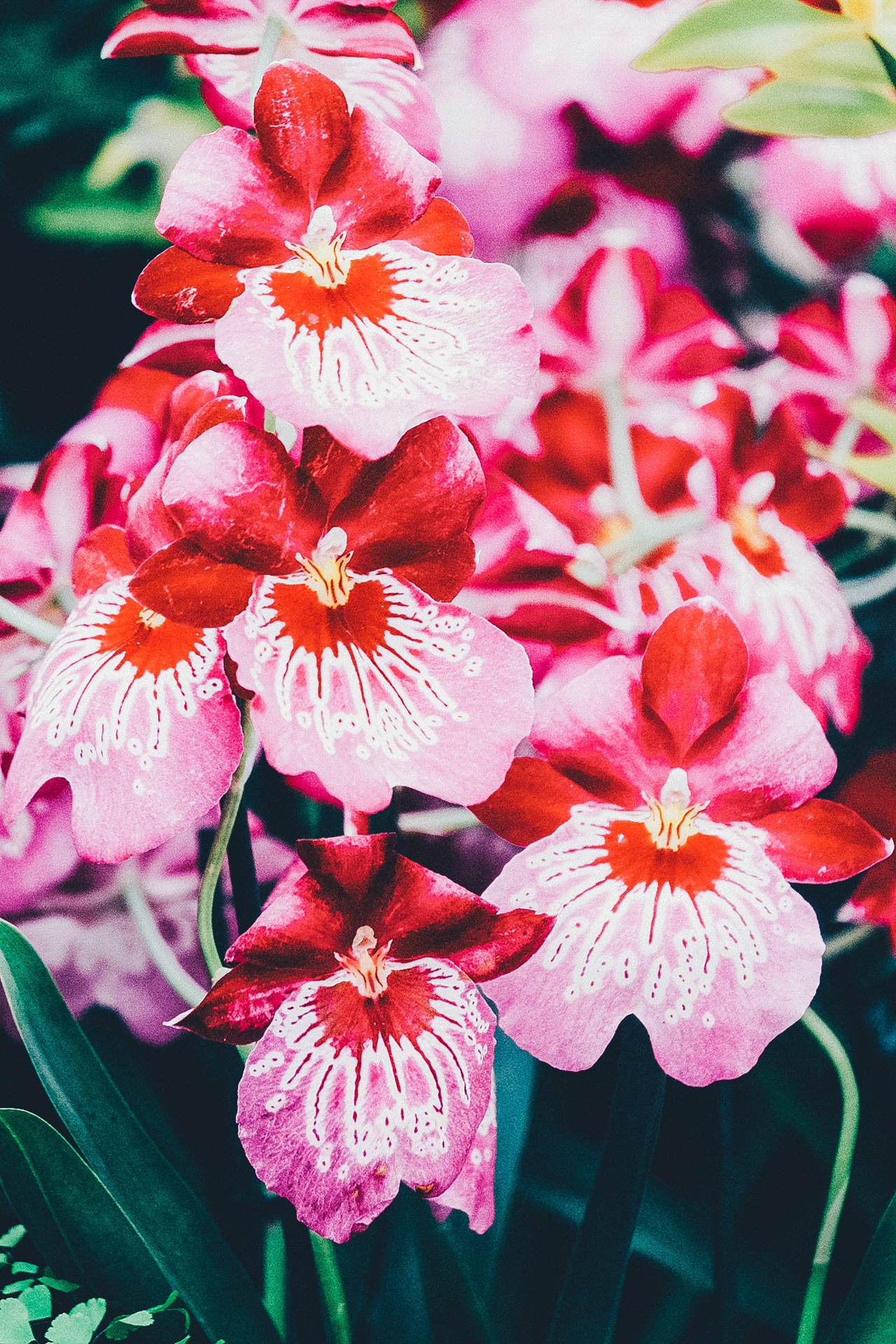 Pinkish Red Orchids Background