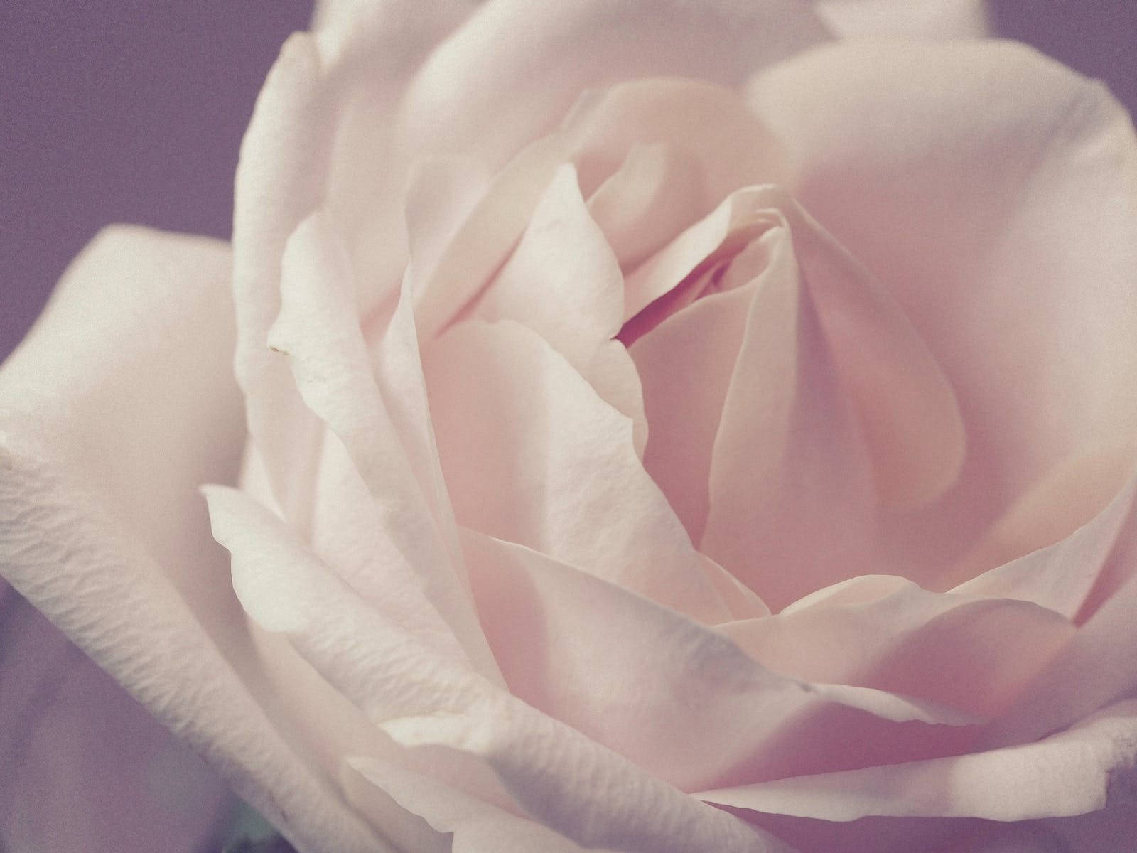 Pinkish White Rose Hd Background