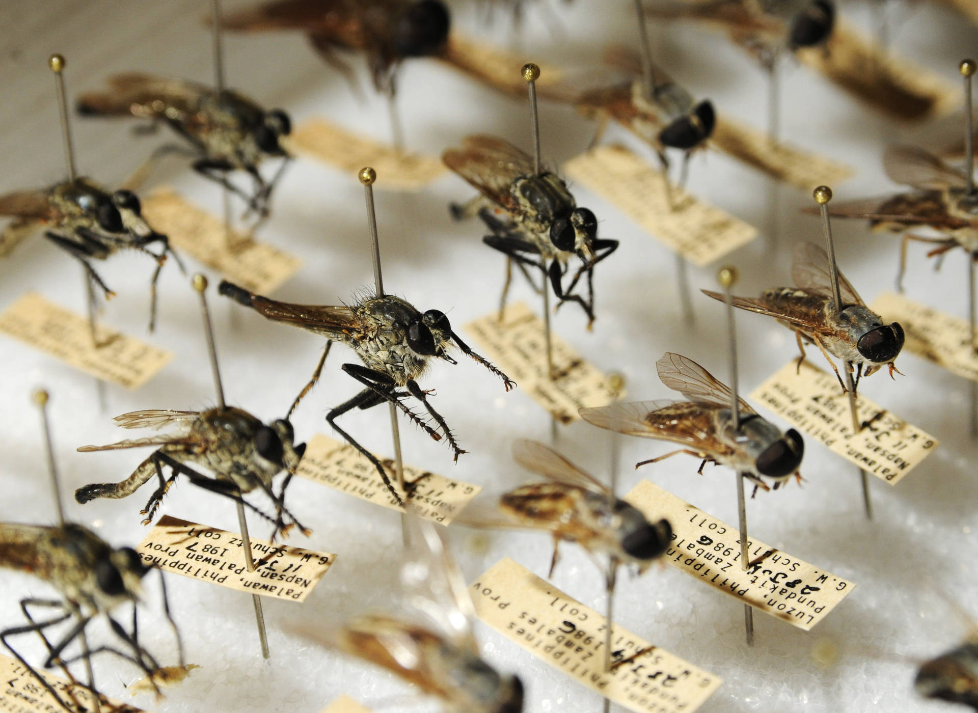 Pinned Mosquito Breed Background