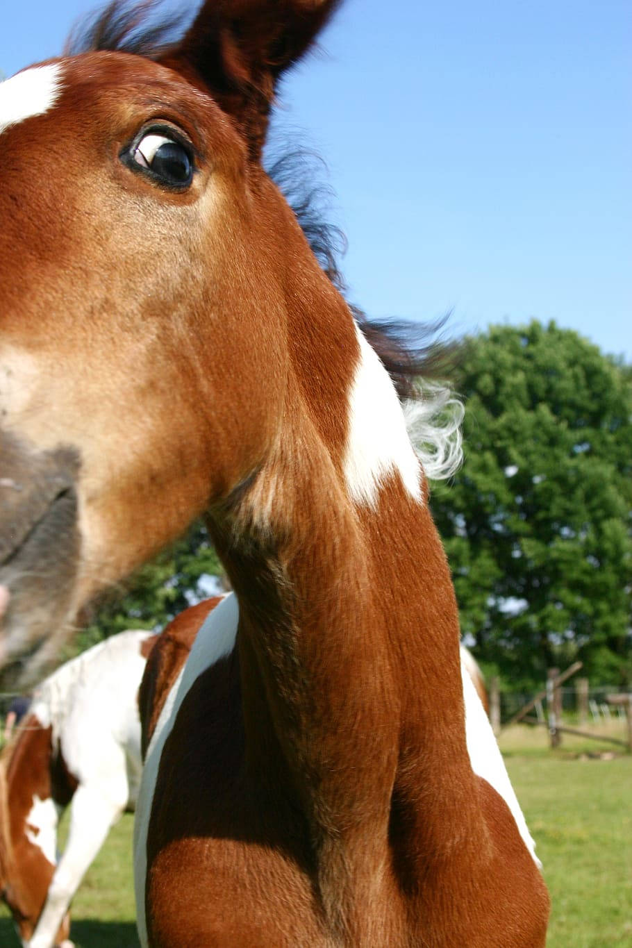 Pintabian Horse Breed Foal Close Up Shot Background