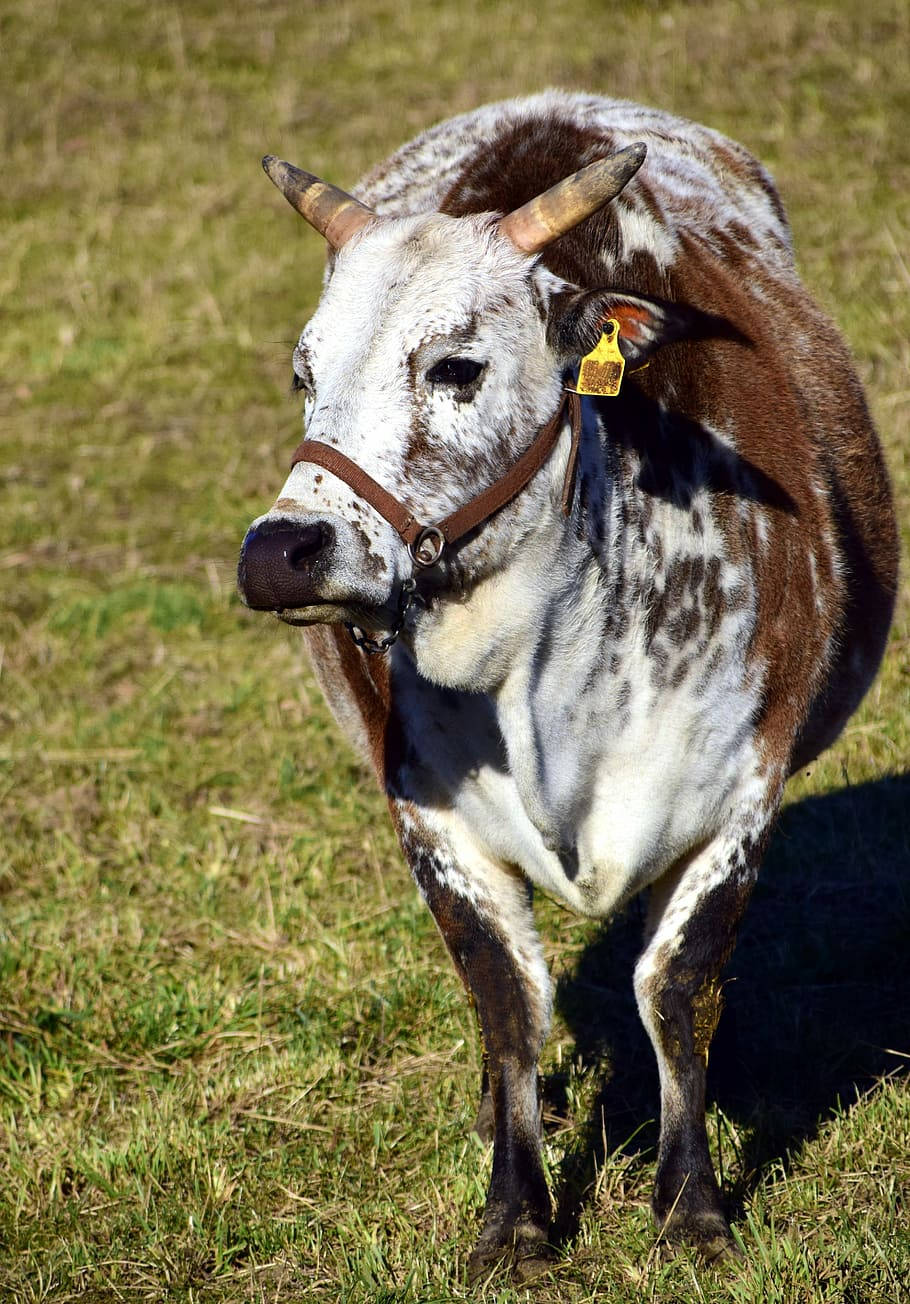 Pintado Gezerat Zebu Cow Portrait Background