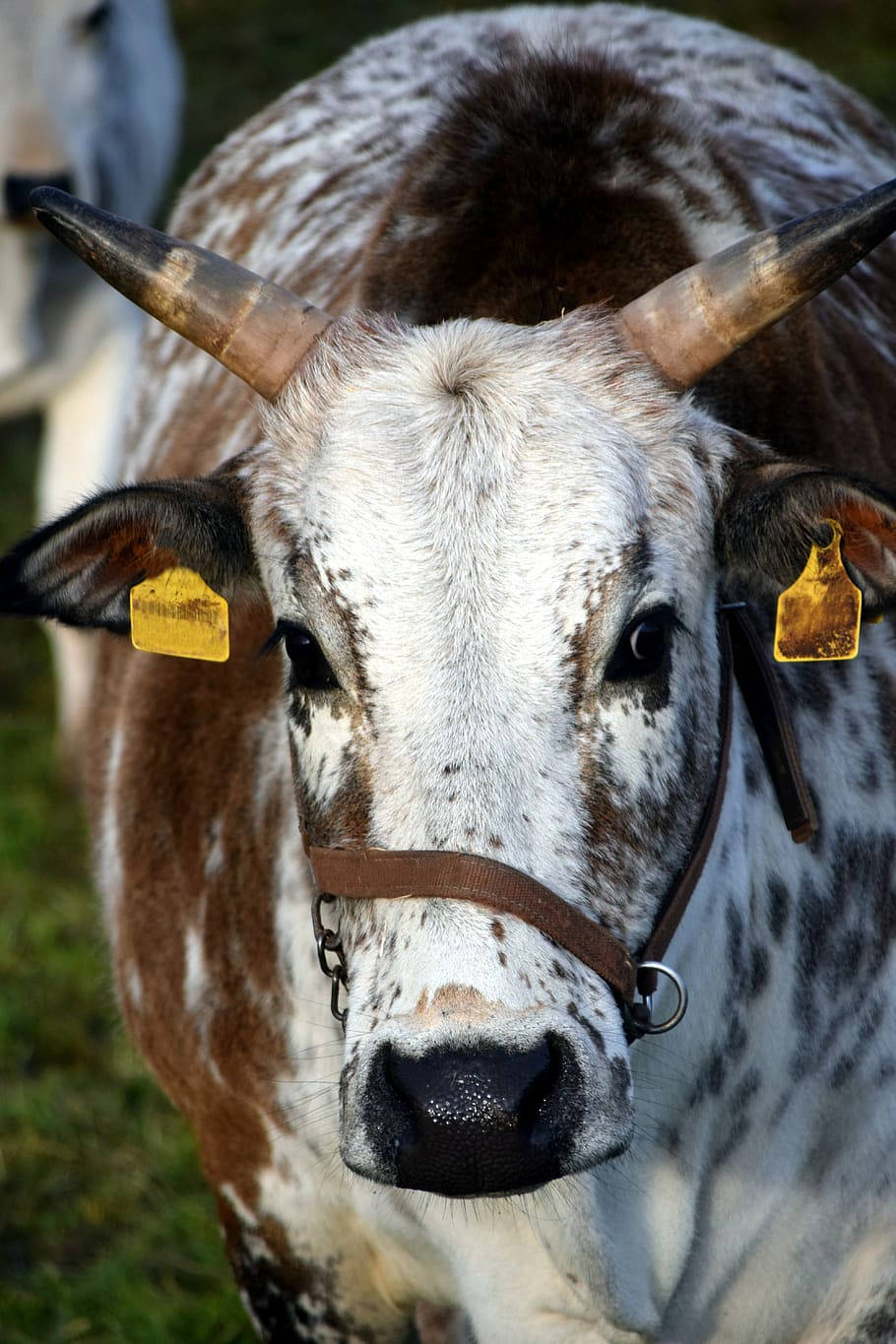 Pintado Nelore Zebu Cattle Portrait