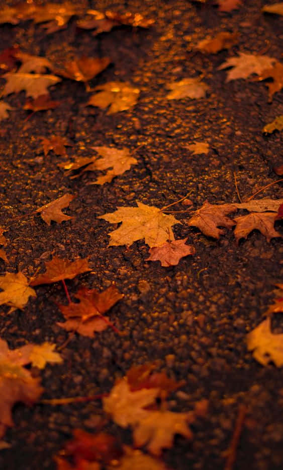 Pinterest Autumn Leaves On Asphalt Ground Background