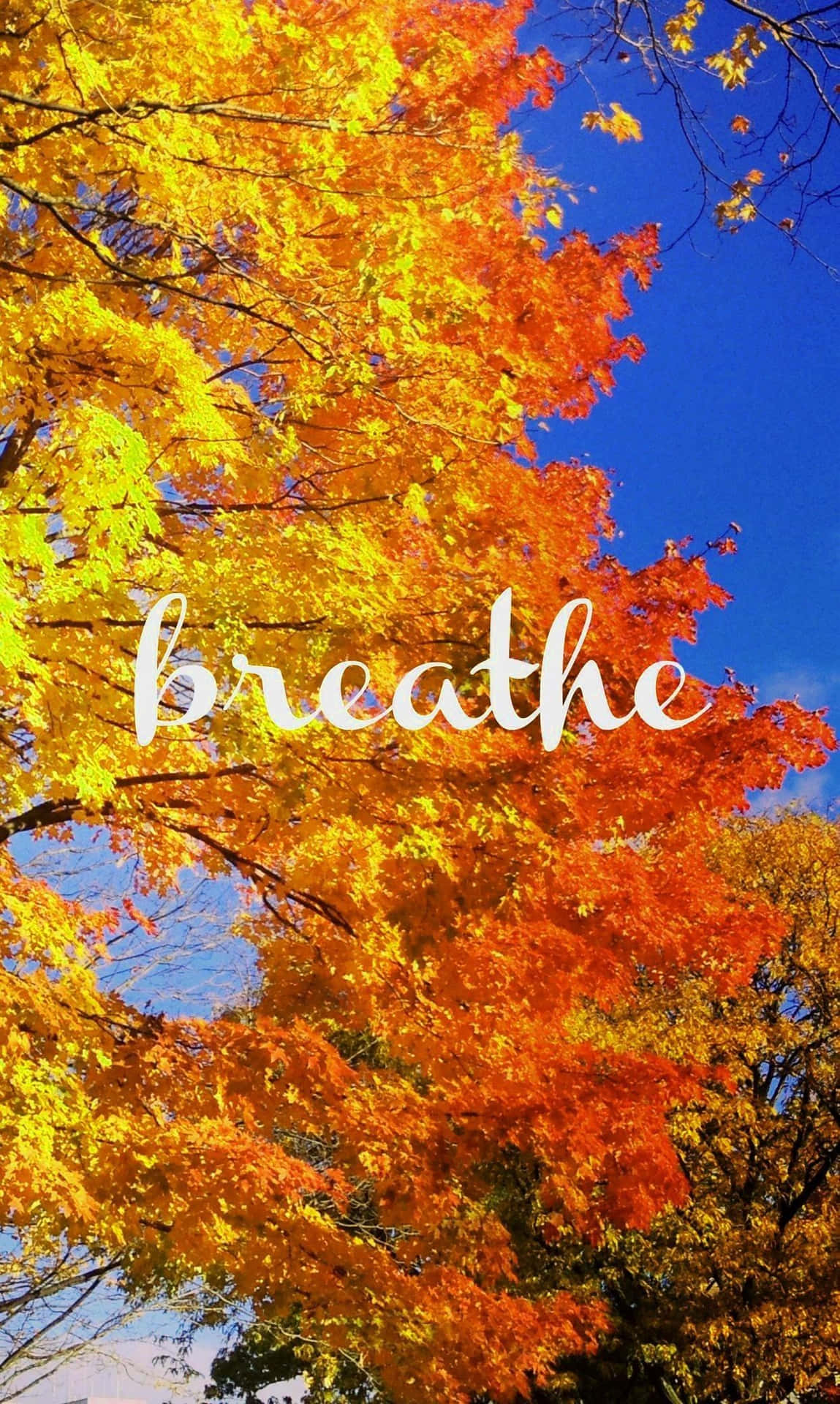 Pinterest Autumn Tree Breathe Word