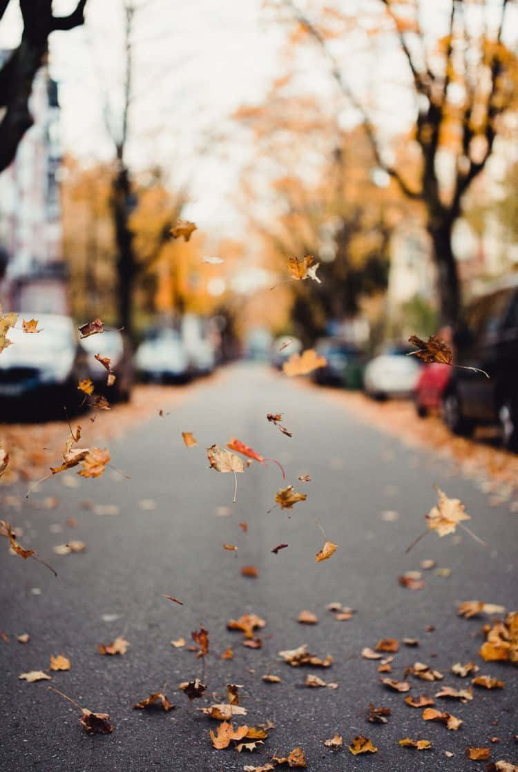 Pinterest Bright And Empty Autumn Road Background