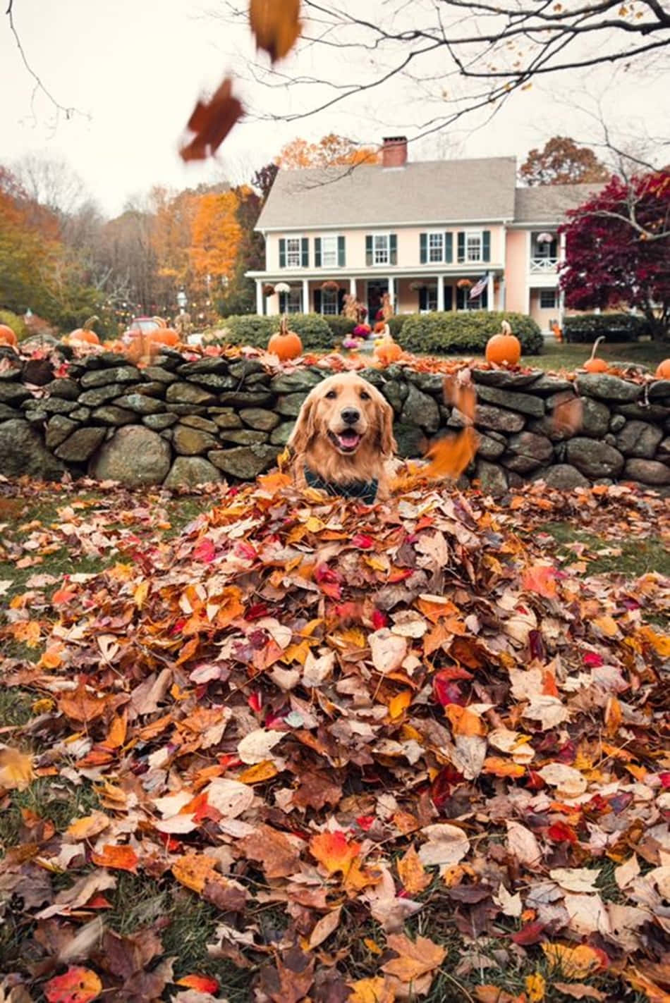 Pinterest Golden Retriever Dog In Autumn Leaf Pile Background