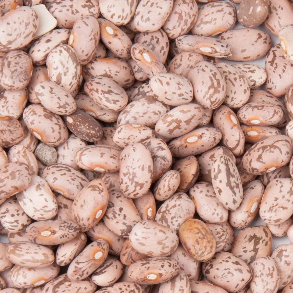 Pinto Beans Batch Background