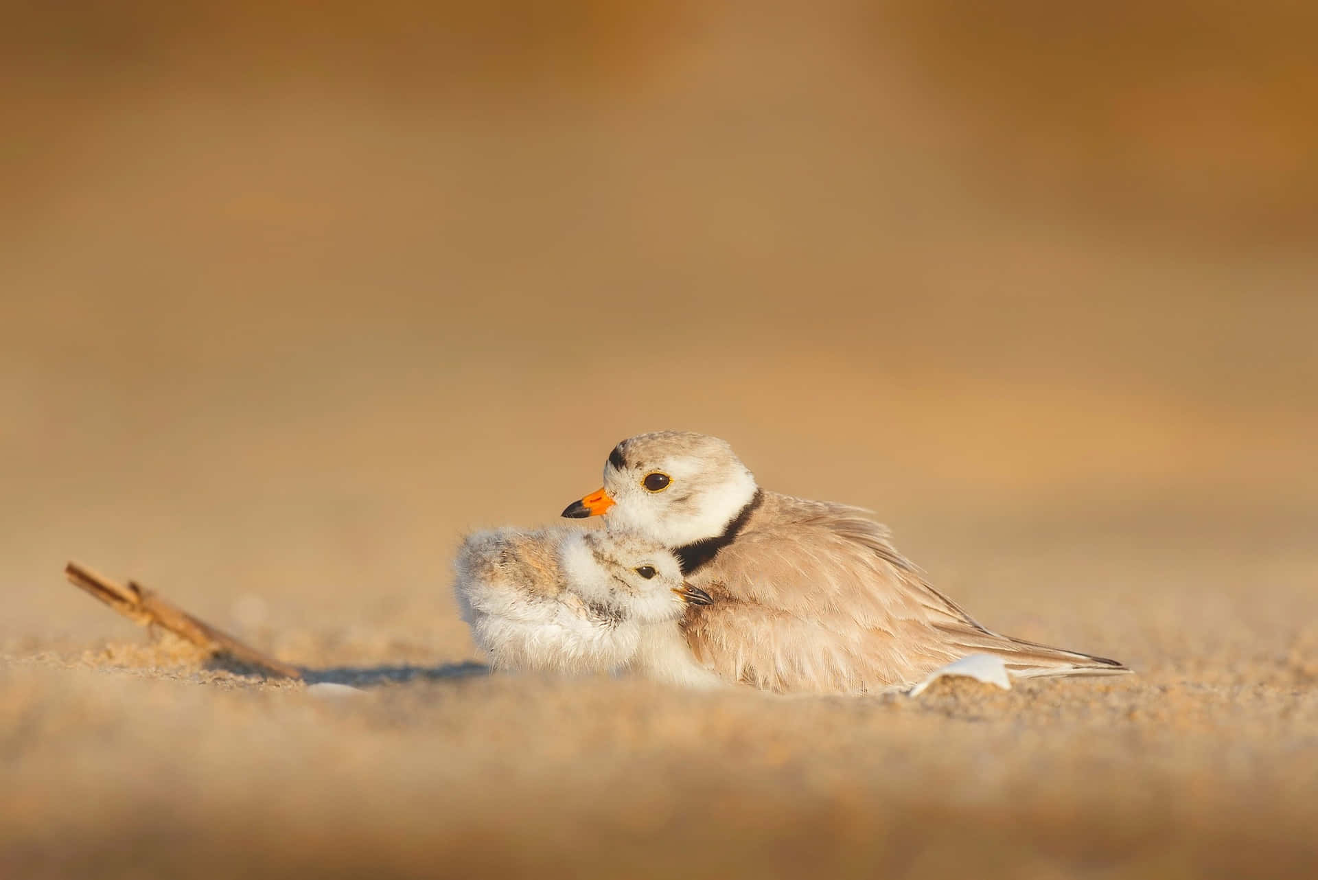 Piping Plover Mother Bird