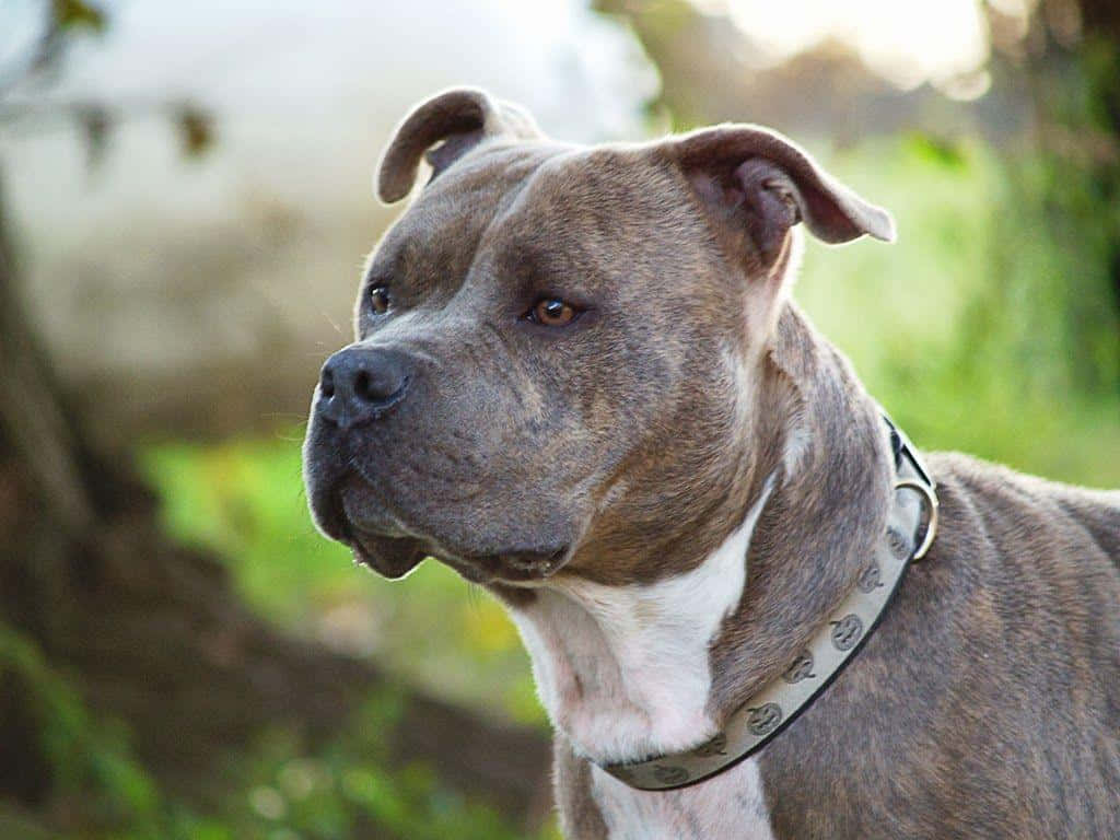 Pit Bull Dog Breeds