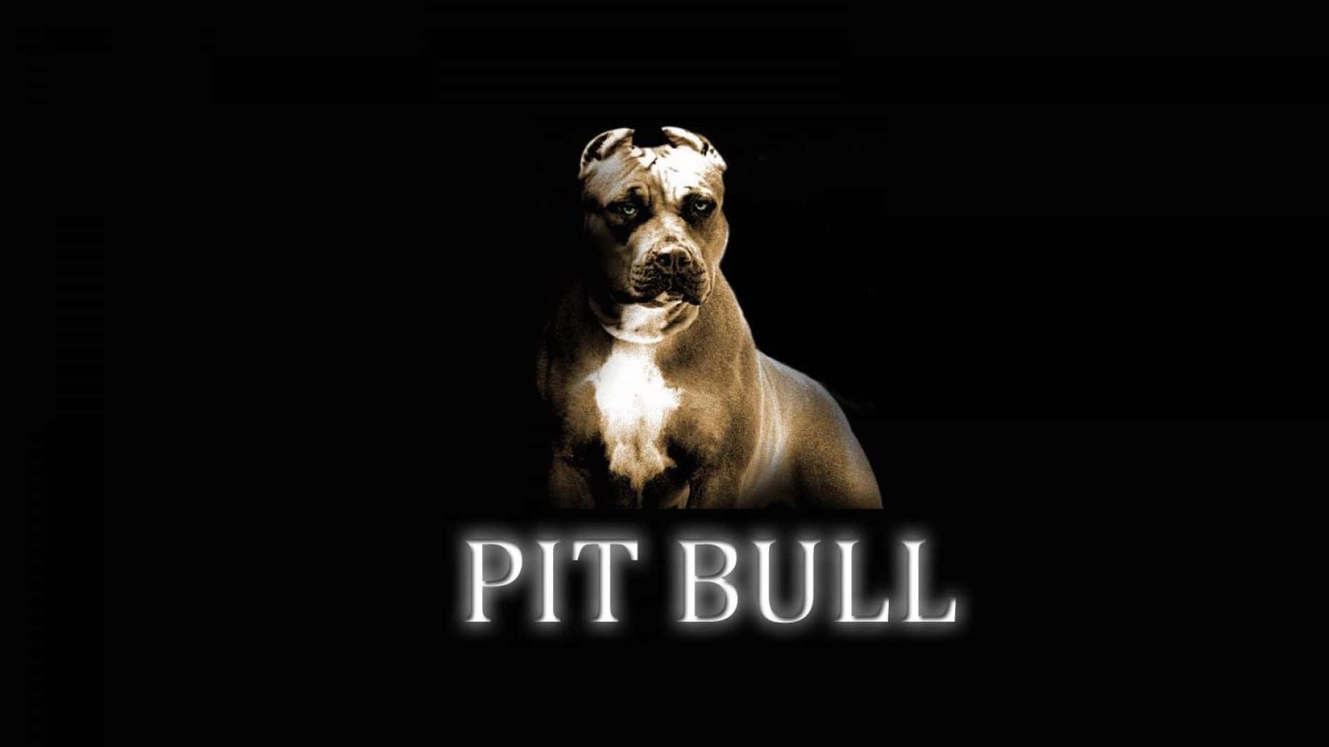 Pit Bull Logo On A Black Background Background