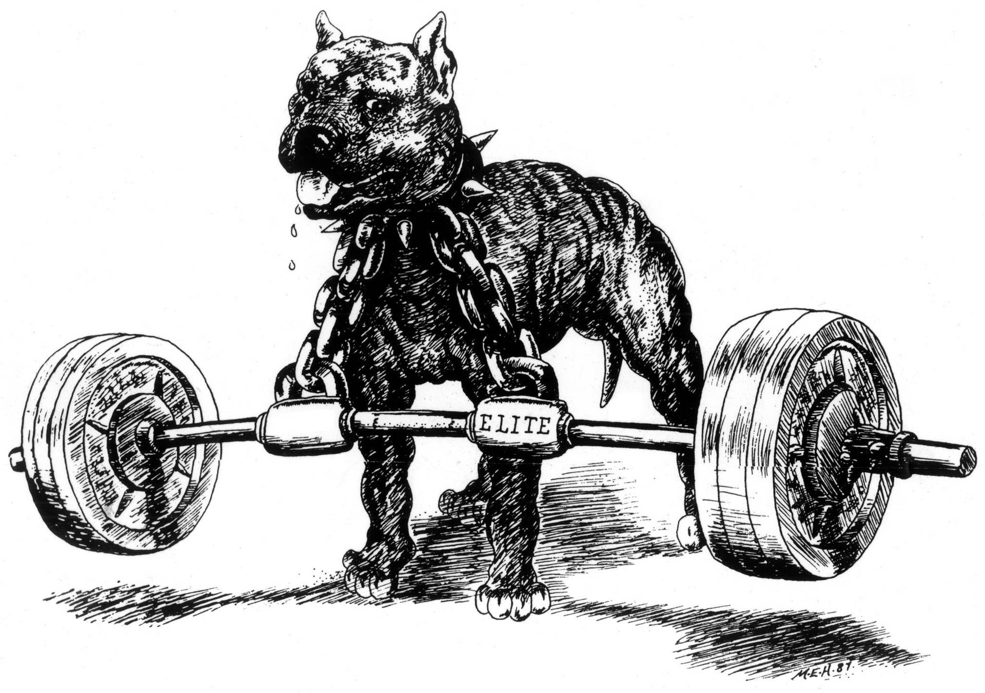 Pitbull Chained To Barbell Art