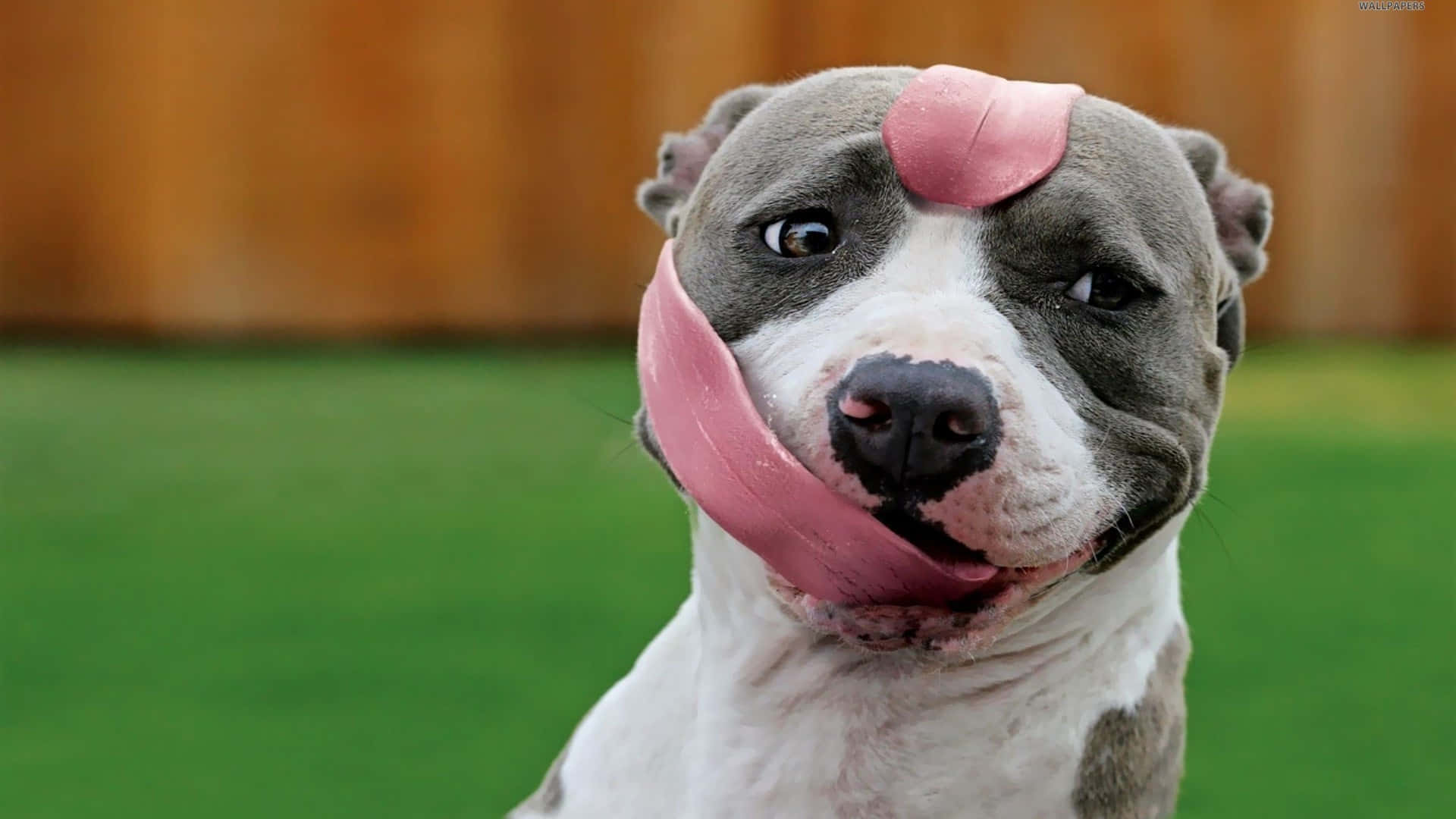 Pitbull Dog Long Tongue Background