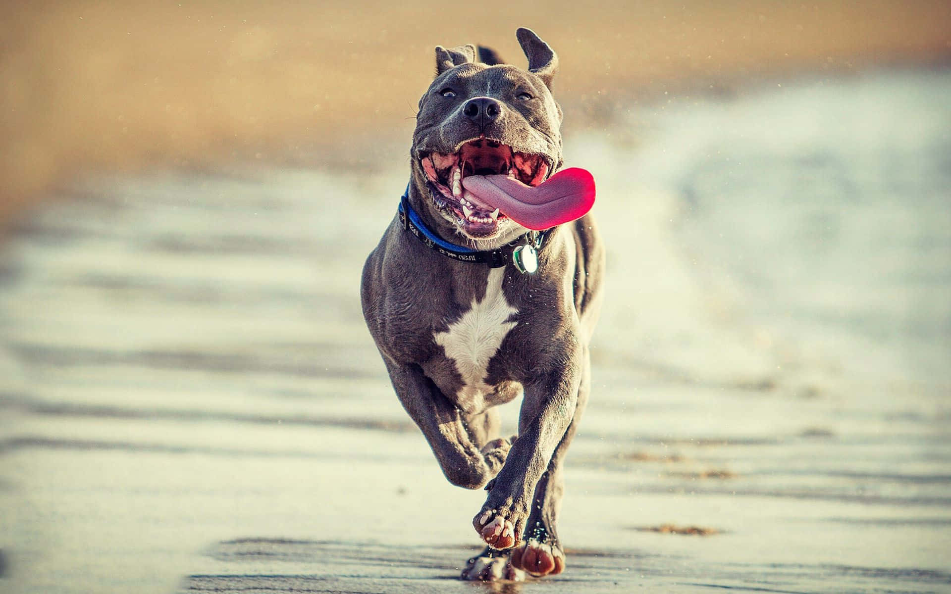 Pitbull Dog On The Beach