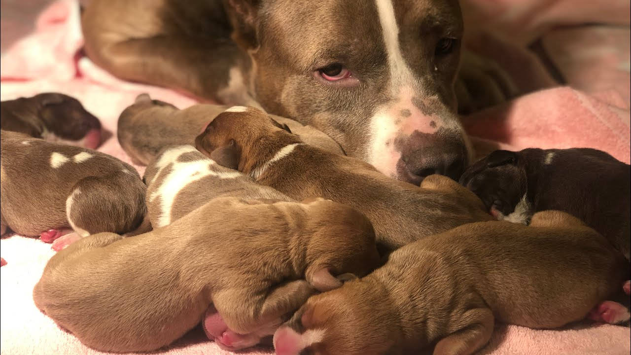 Pitbull Puppies Huddled With Mother Background
