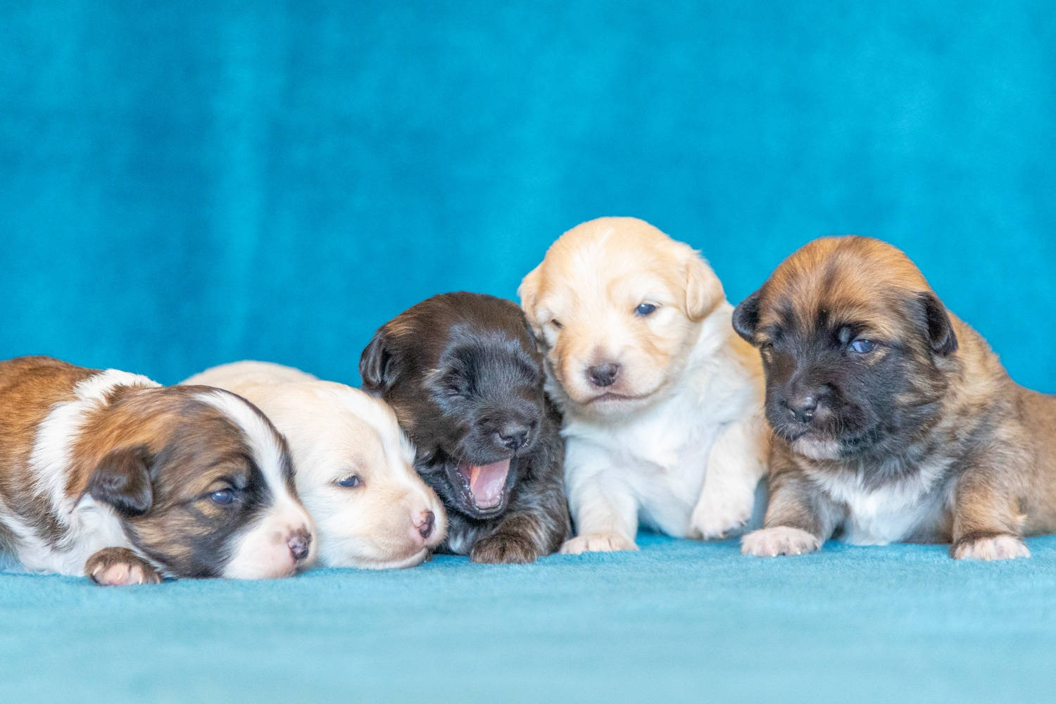 Pitbull Puppies Lined Up