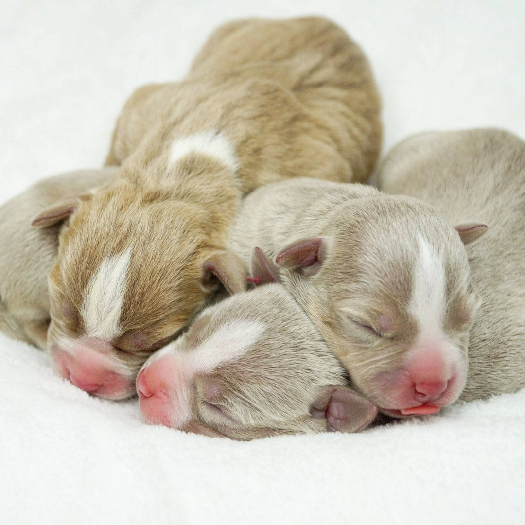 Pitbull Puppies Newborn Background