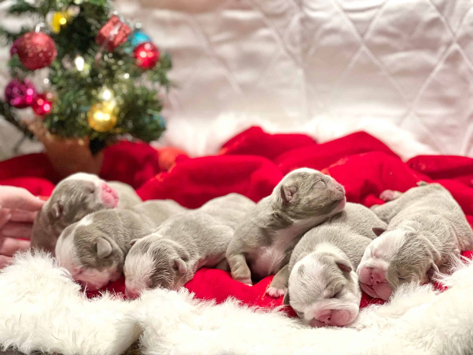 Pitbull Puppies On Christmas Hat Background