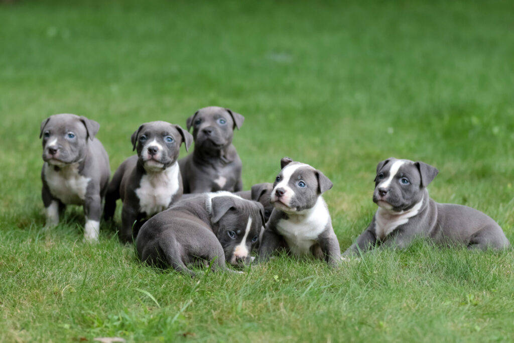 Pitbull Puppies On Grass