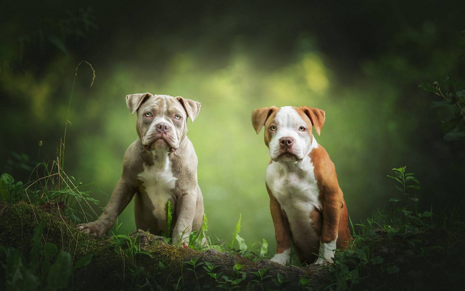 Pitbull Puppies On Grassy Ground Background