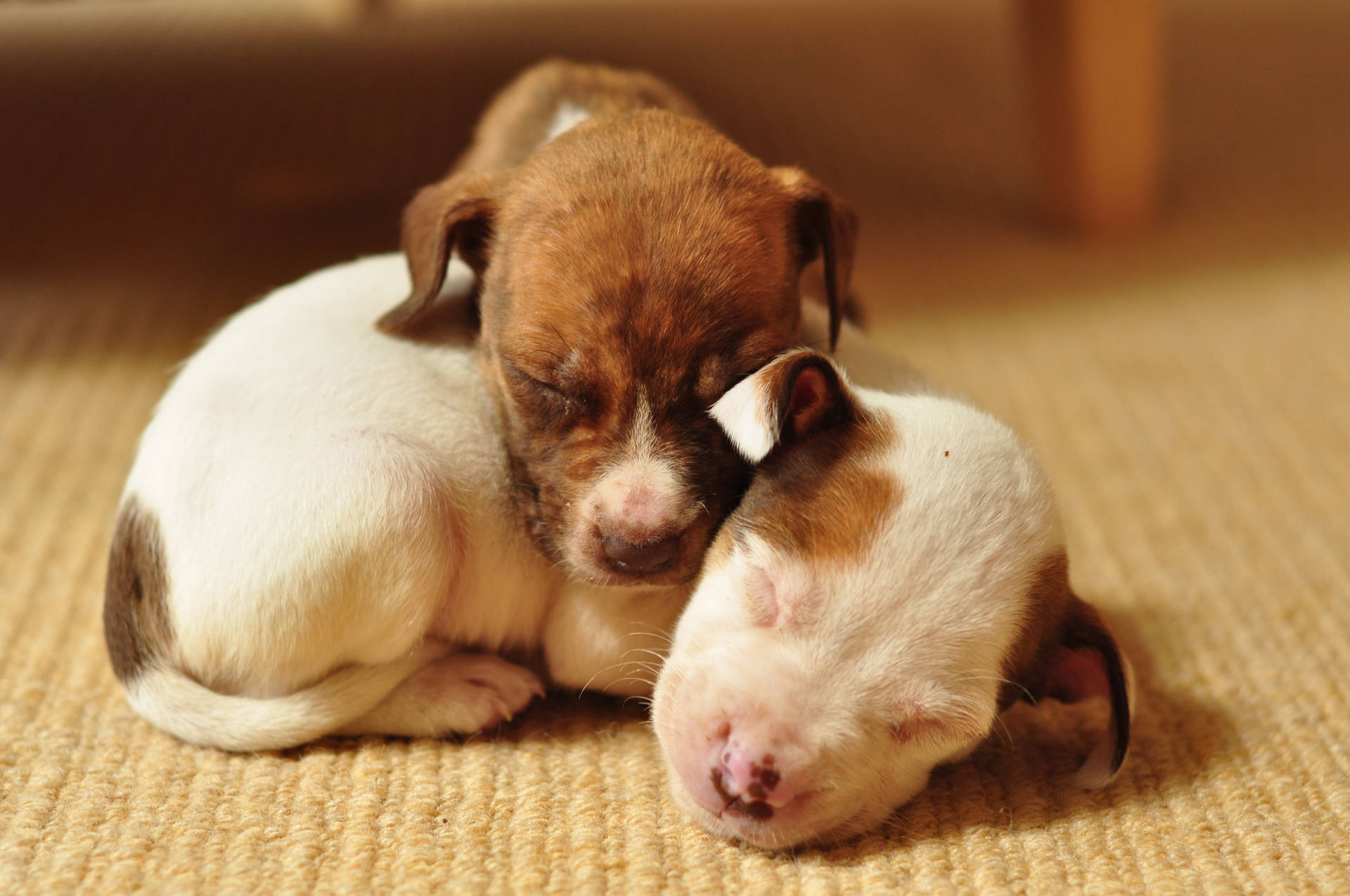 Pitbull Puppies Peacefully Sleeping Background