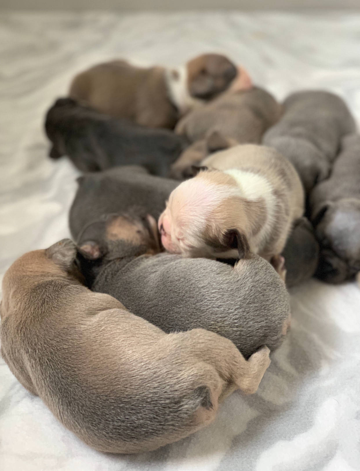 Pitbull Puppies Sleeping Background