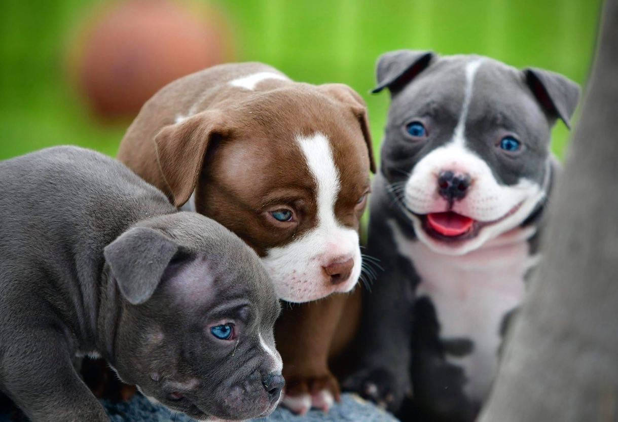 Pitbull Puppies With Chubby Faces
