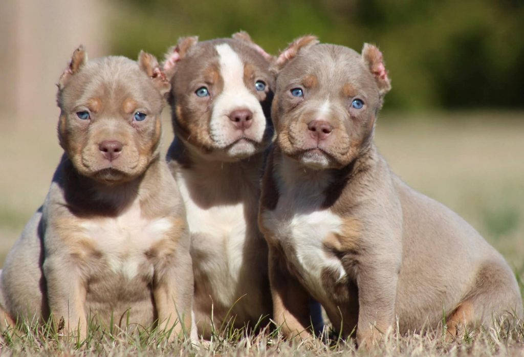 Pitbull Puppies With Clipped Ears Background