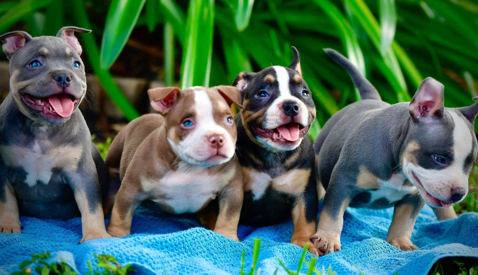 Pitbull Puppies With Happy Faces Background