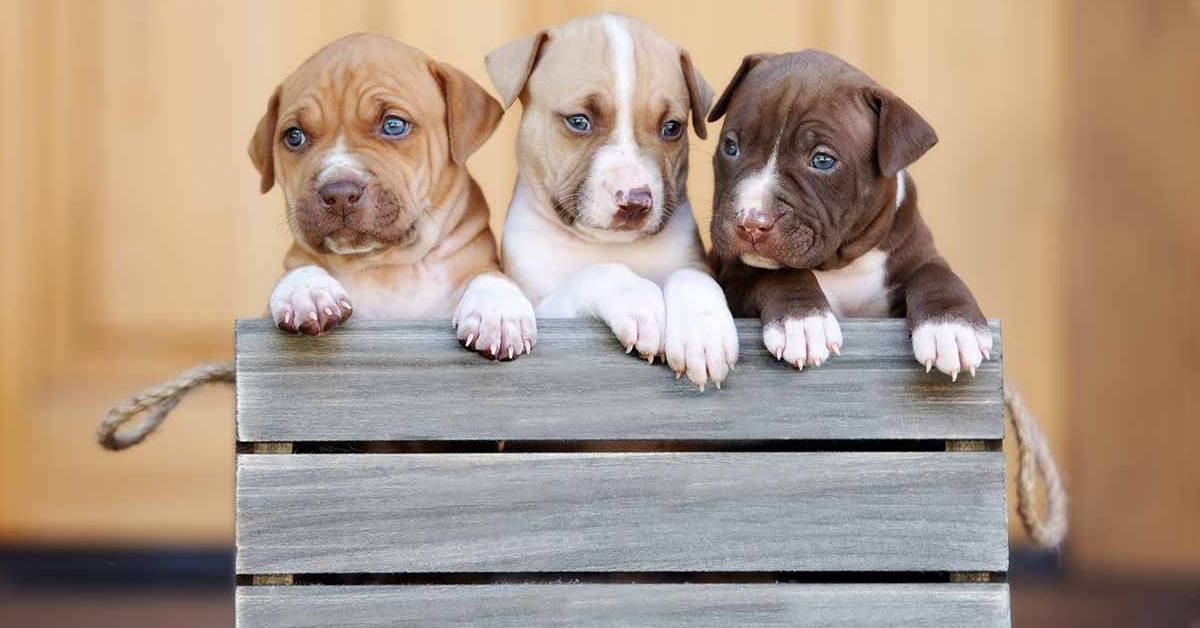 Pitbull Puppies With Shades Of Brown Background