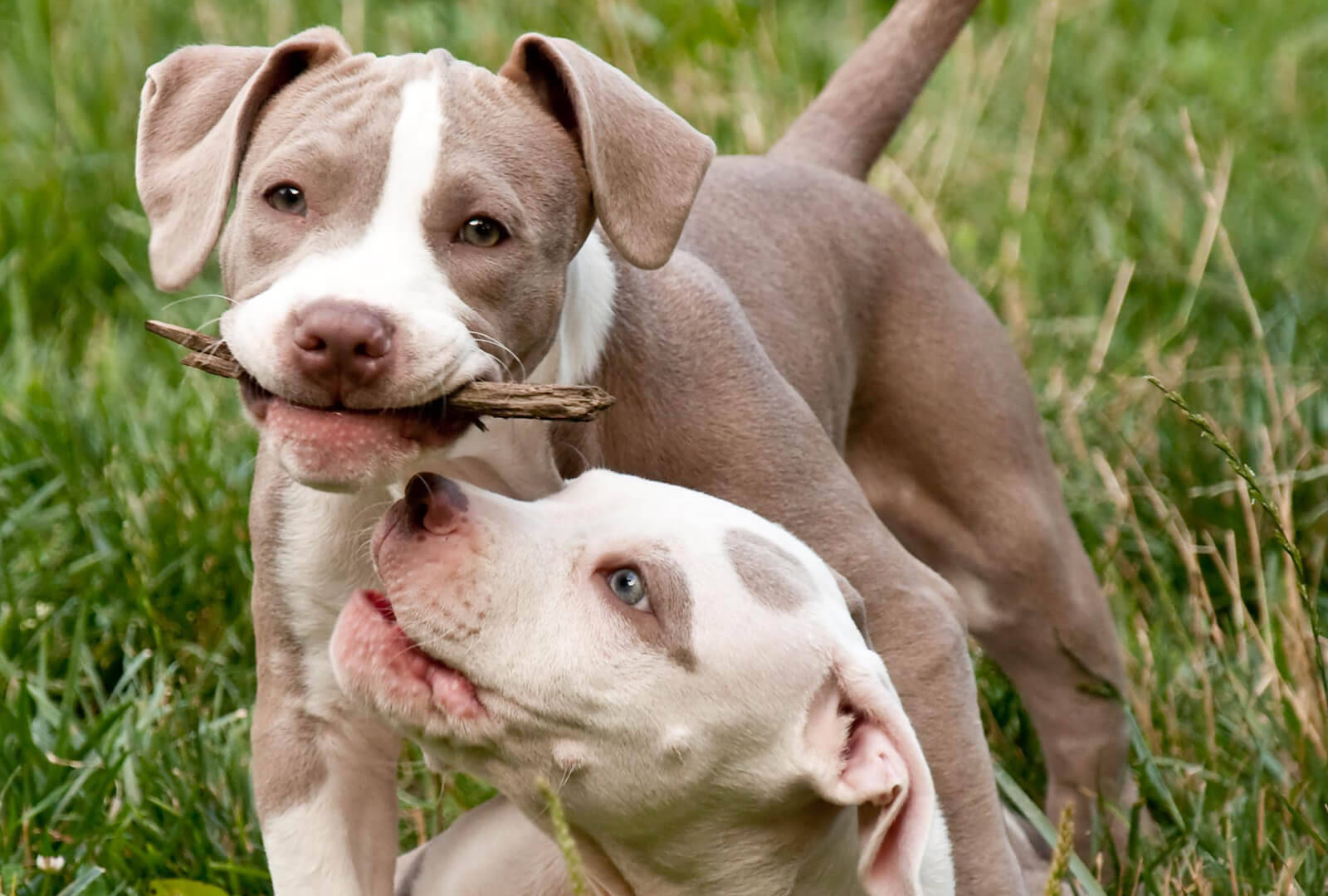 Pitbull Puppies With Wooden Stick