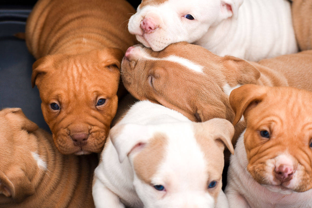 Pitbull Puppies With Wrinkly Bodies Background