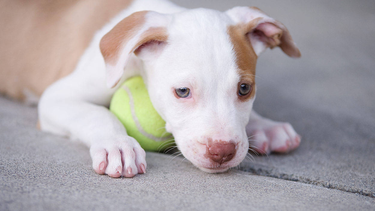 Pitbull Puppy Lying On Tennis Ball Background