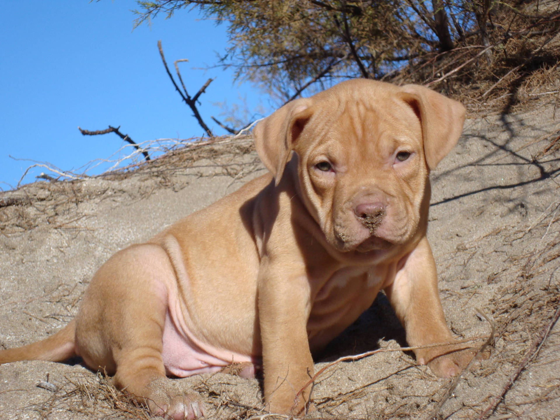 Pitbull Puppy On Sandy Ground Background