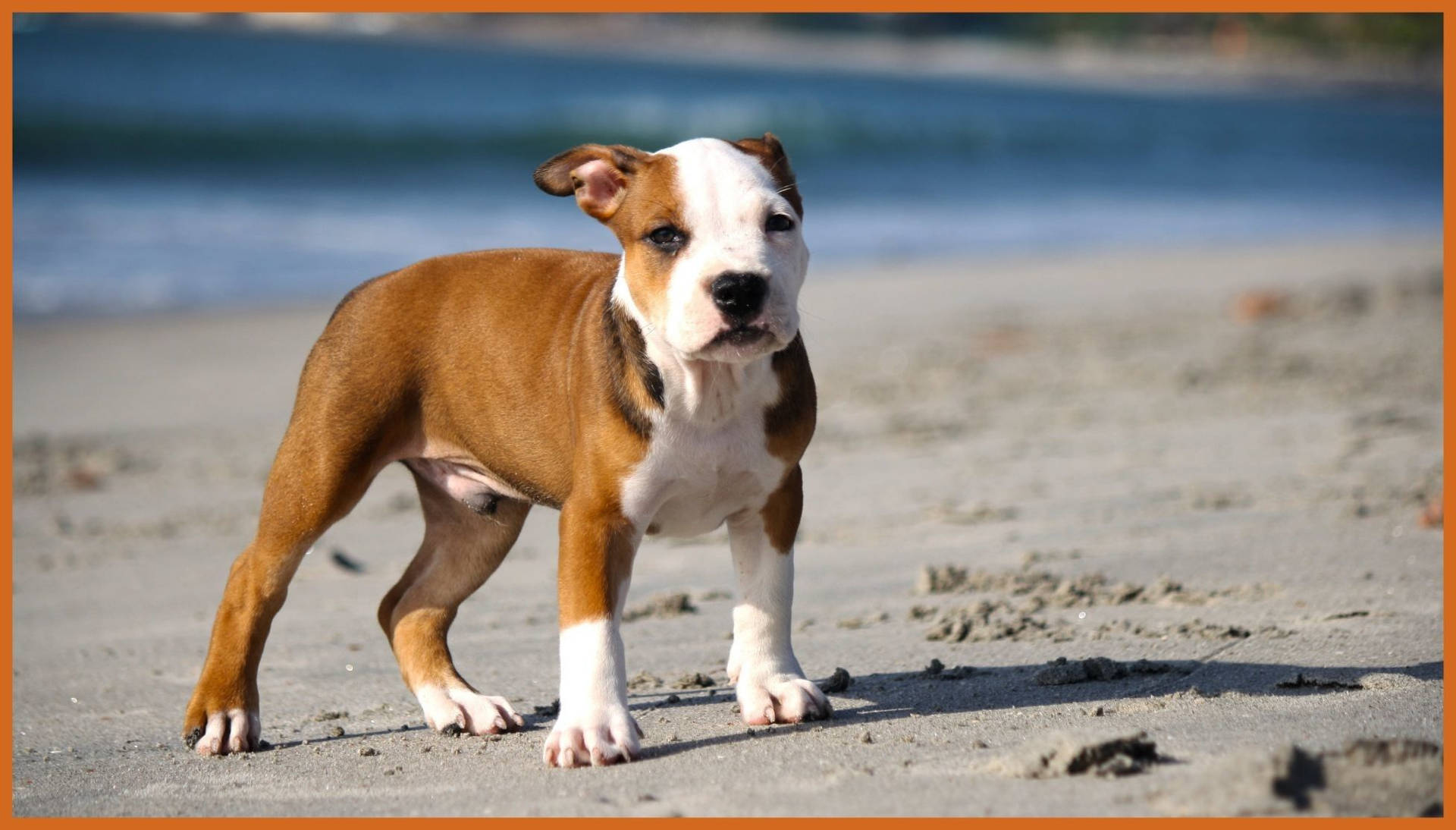 Pitbull Puppy On The Beach Background