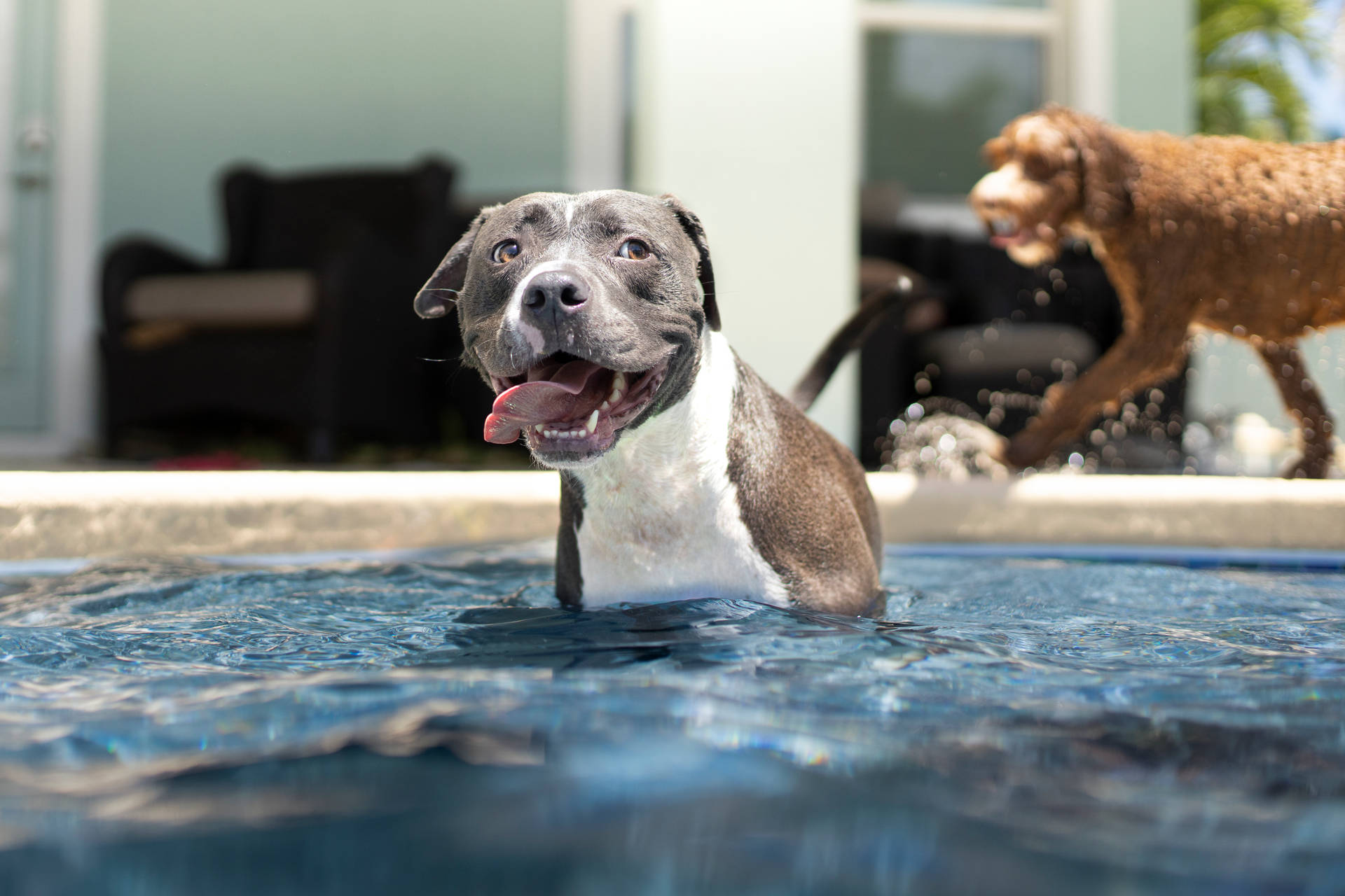 Pitbull Terrier Mix On Water Background