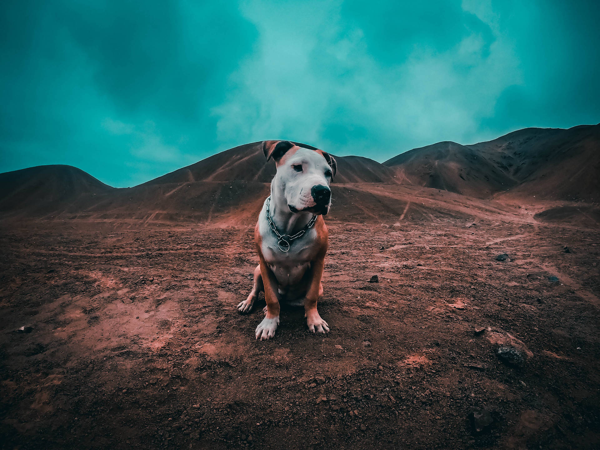 Pitbull Terrier On Soil Background