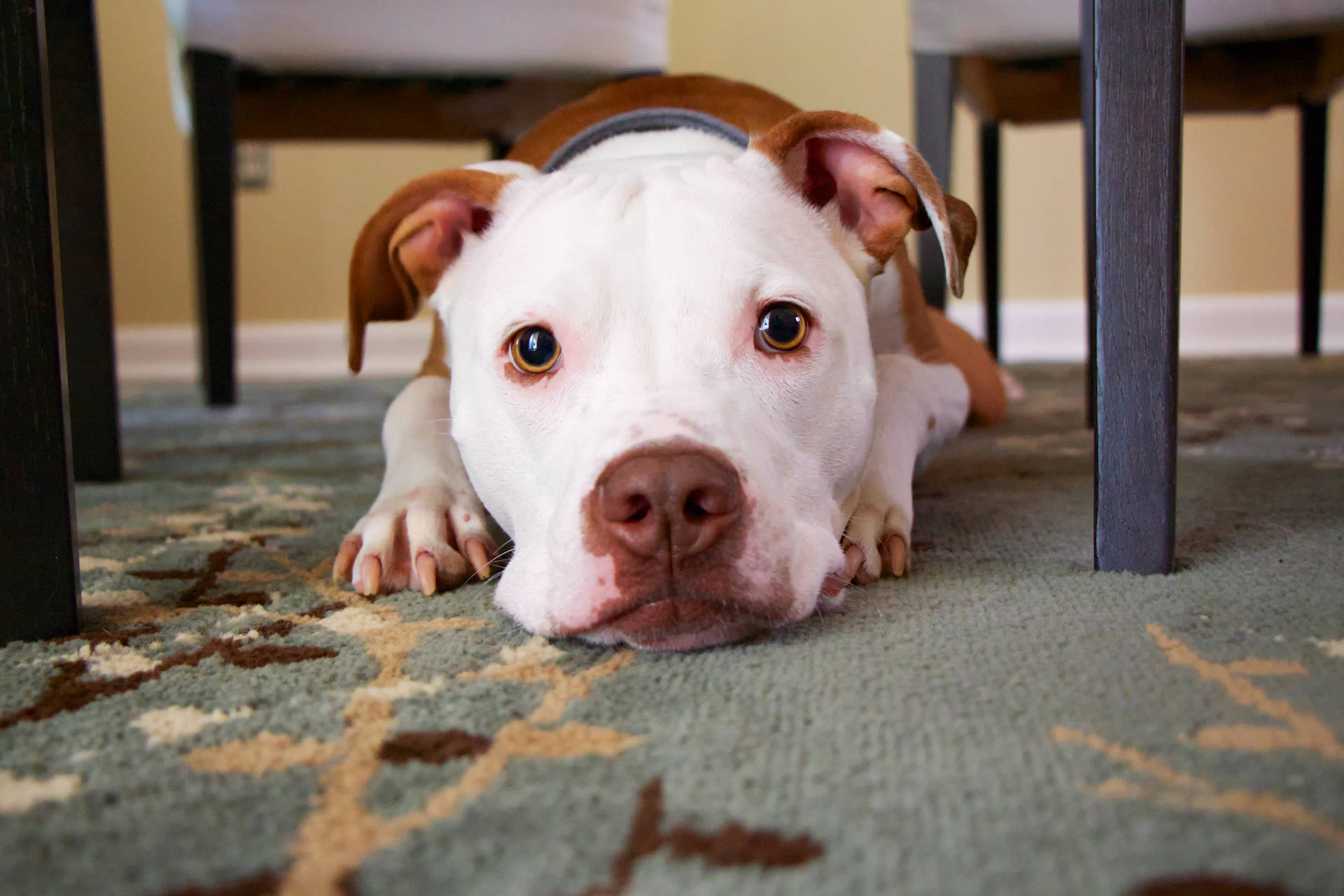 Pitbull With Cute Puppy Eyes