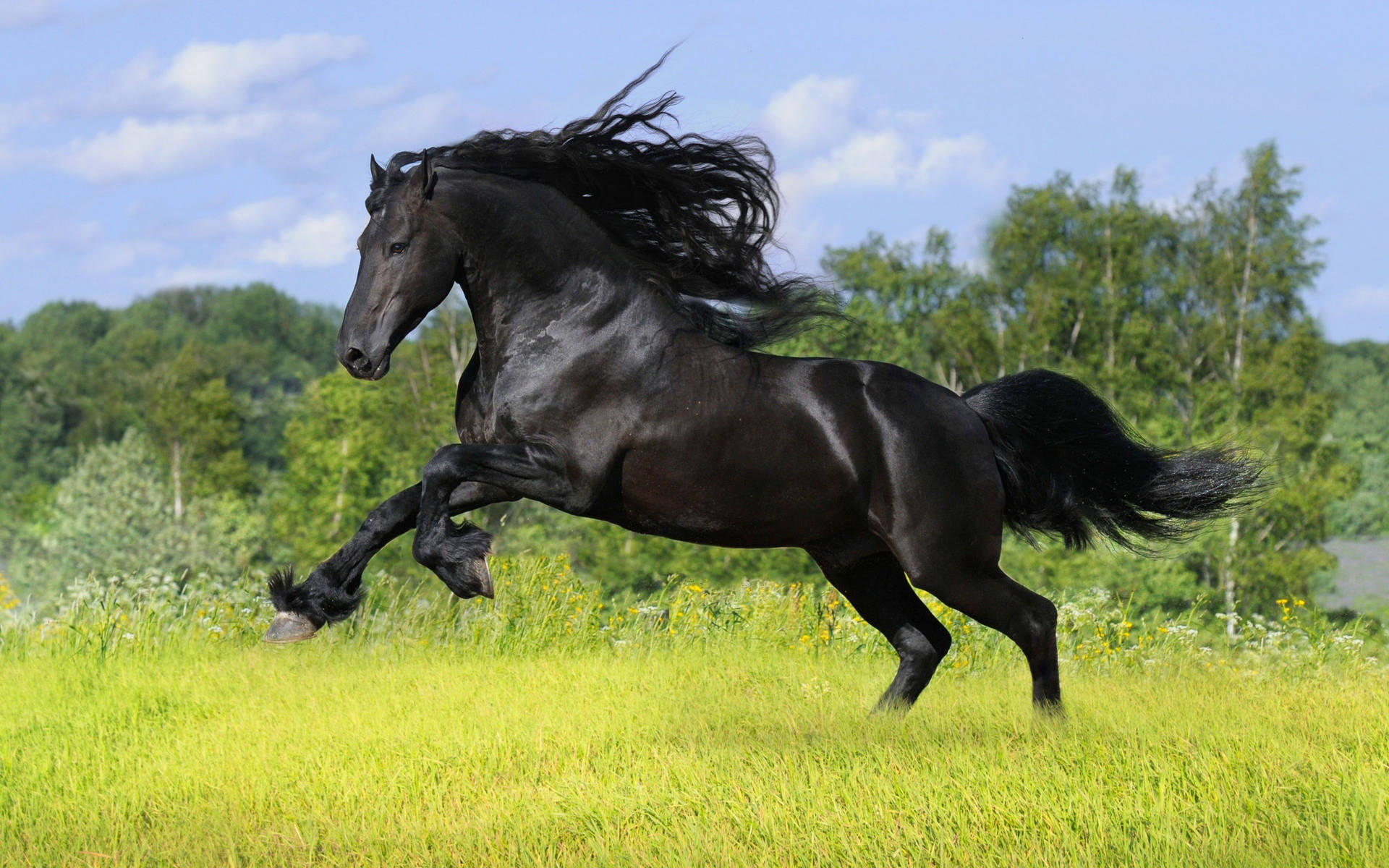 Pitch Black Cute Horse Background