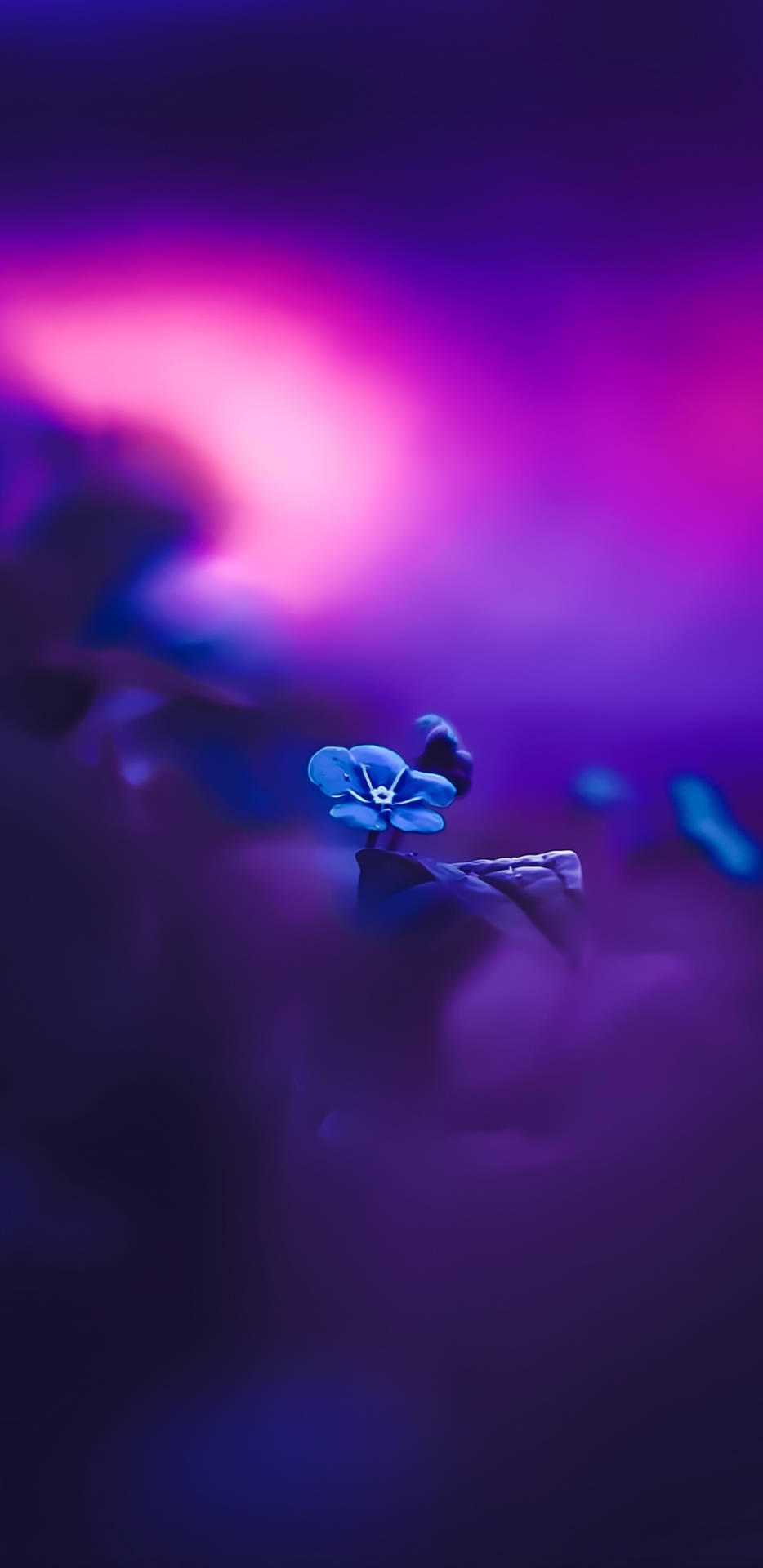 Pixel 3 Xl Blue Flower Focus Shot Background
