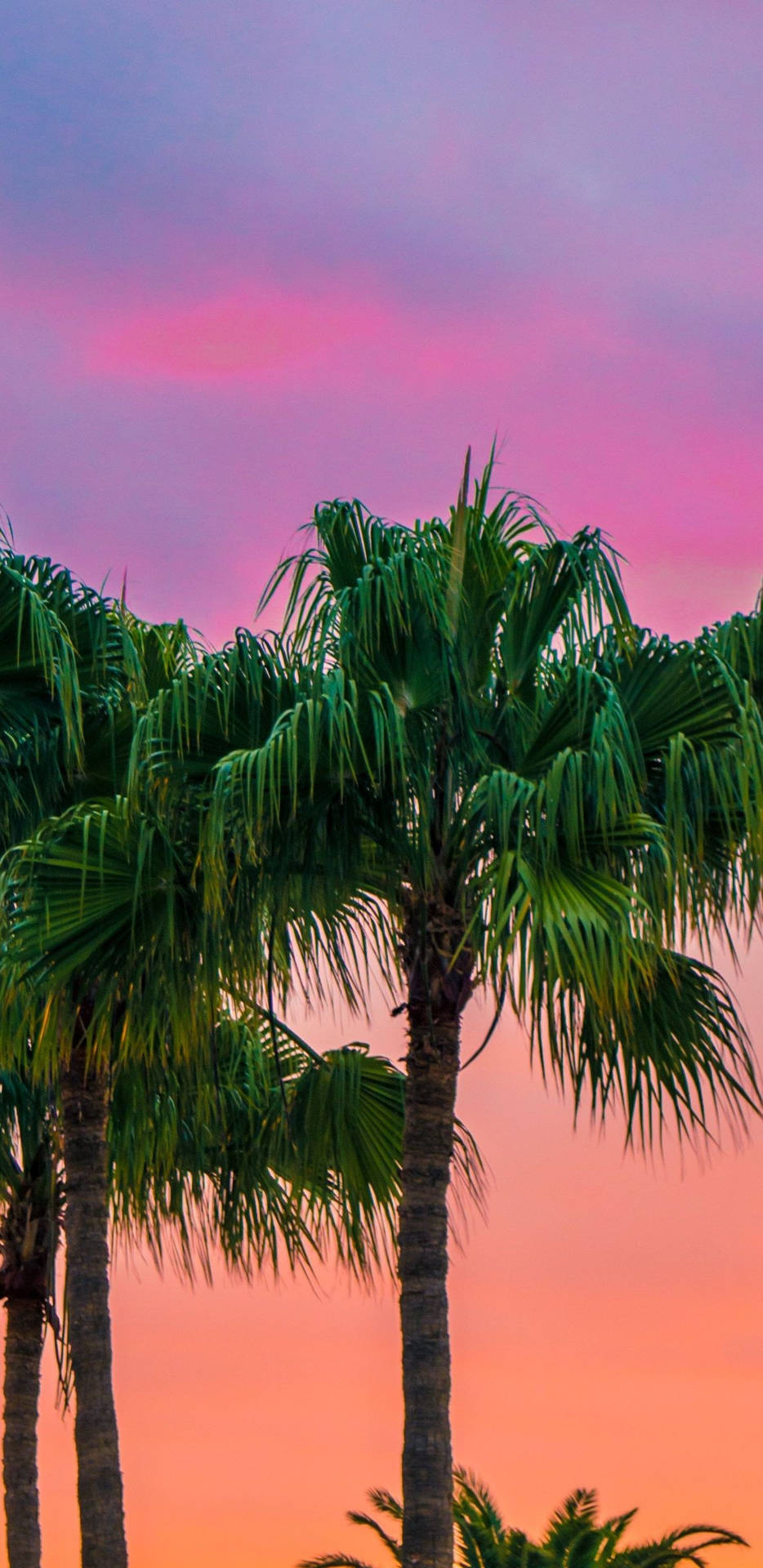 Pixel 3 Xl Palm Trees Pink Skies Background