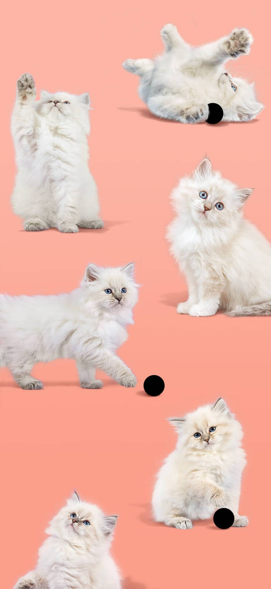 Pixel 4 Cute White Cat